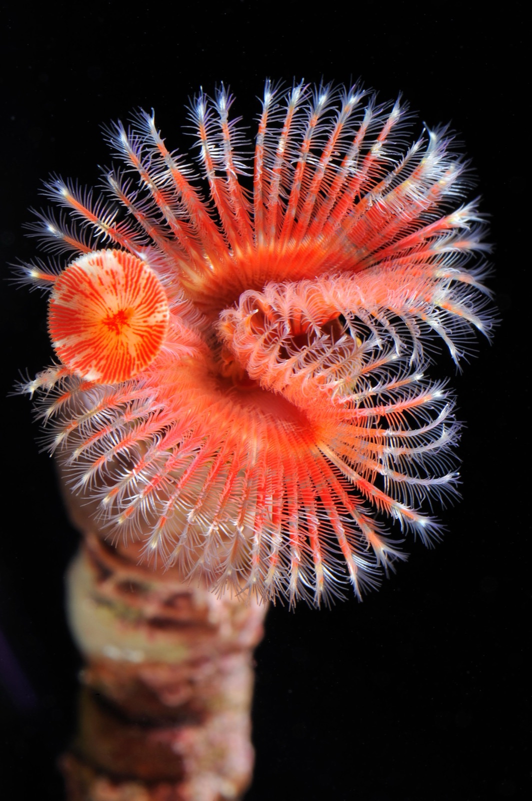 Foto de Serpúlido blanco (Serpula vermicularis)