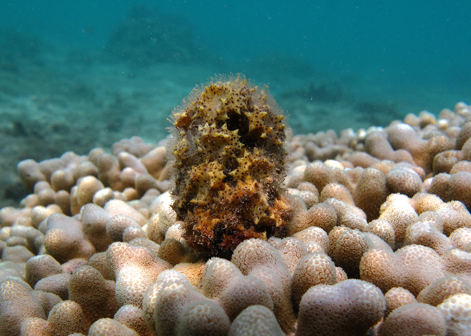 Photo of Ornate Turbinaria (Turbinaria ornata)