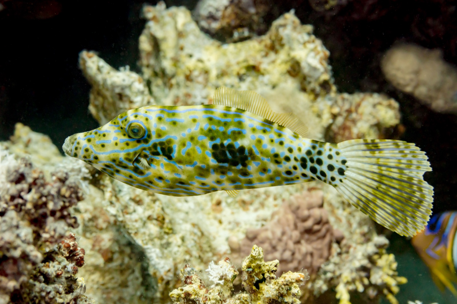 Foto de Lija trompa (Aluterus scriptus)