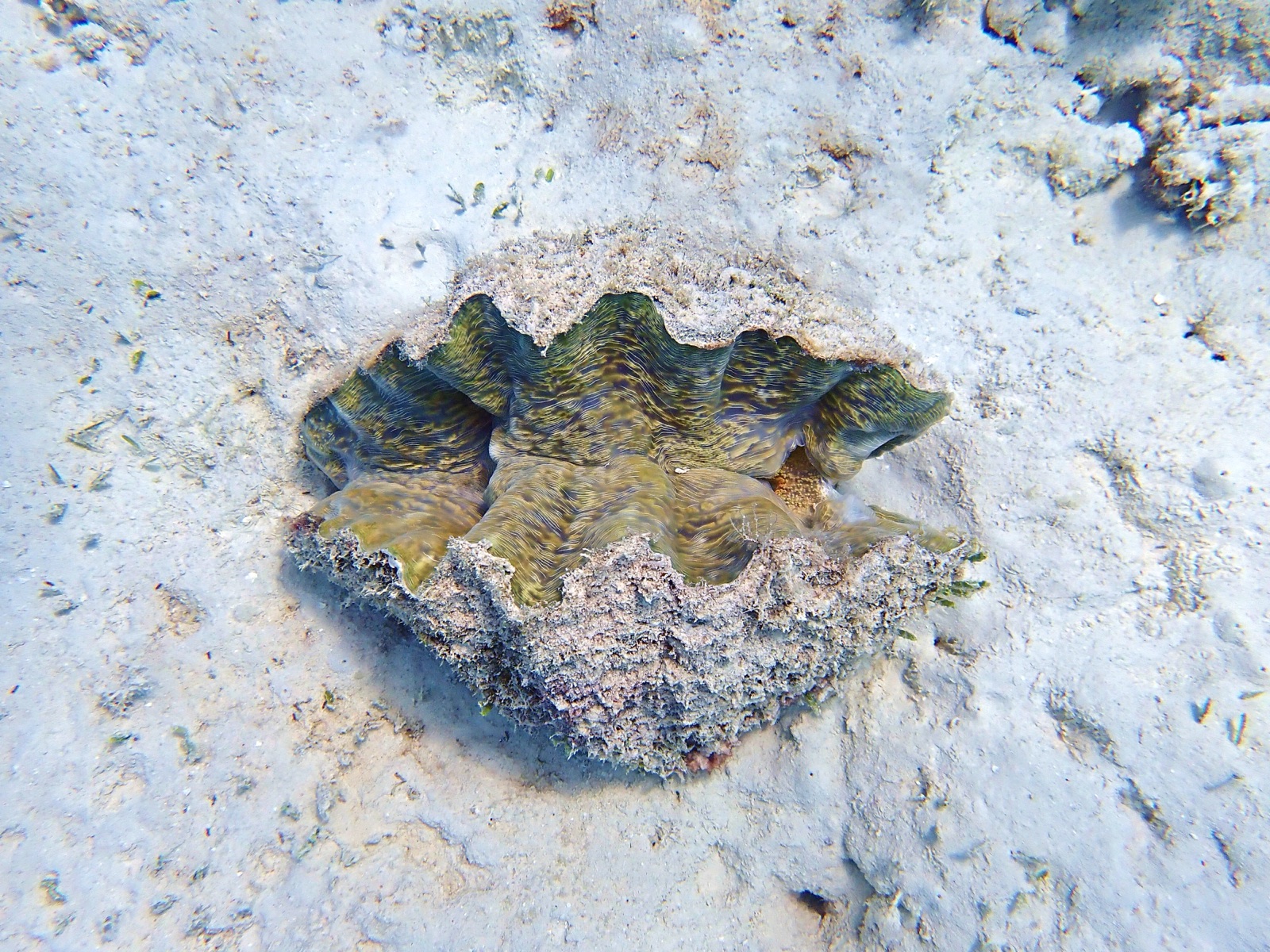 Photo of Hippopus Clam (Hippopus hippopus)