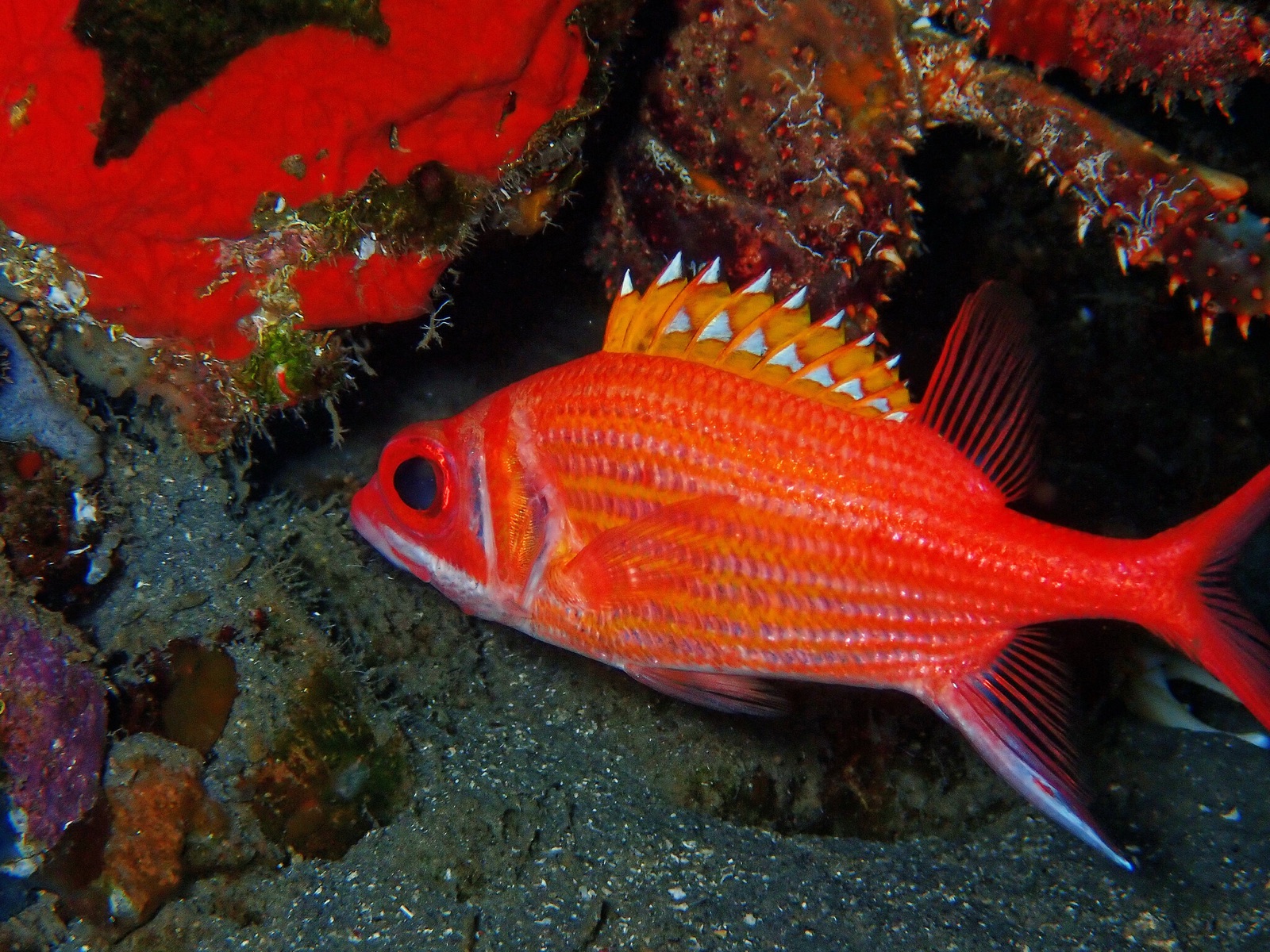 Photo of Longjaw squirrelfish (Neoniphon marianus)