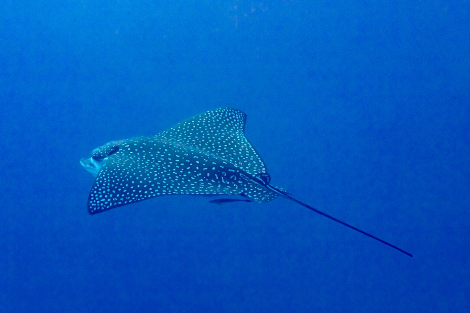 Photo of Pacific eagle ray (Aetobatus laticeps)