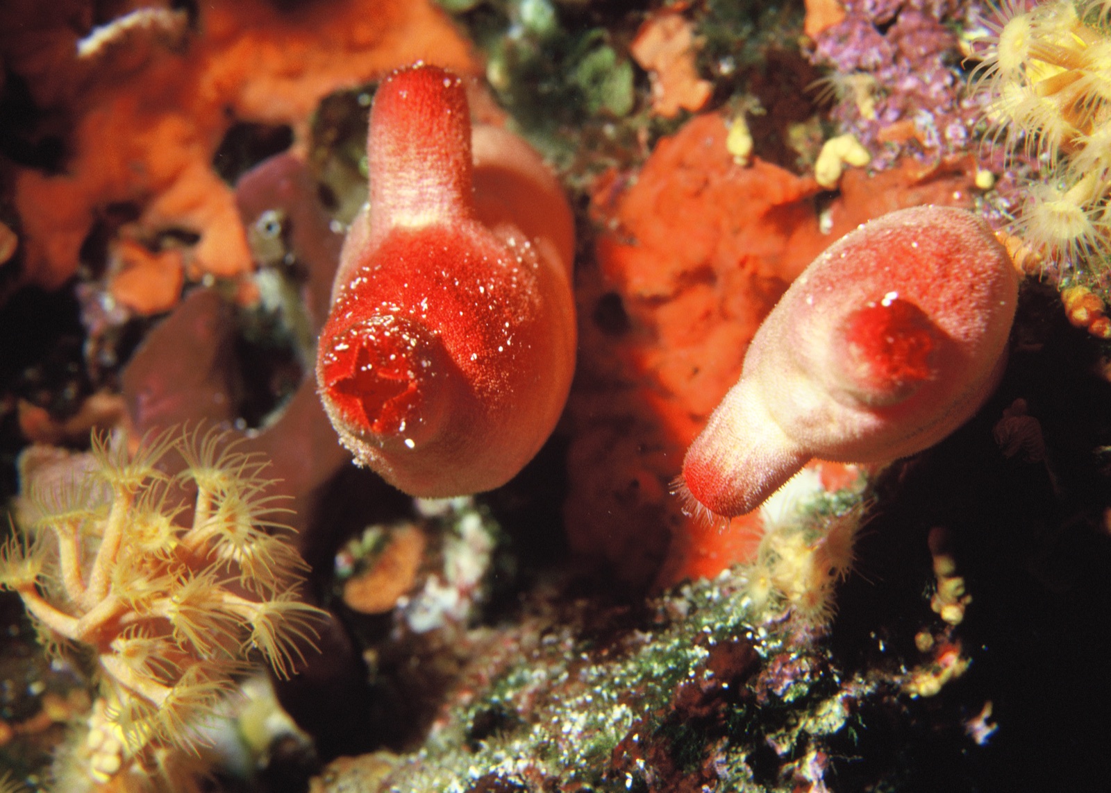 Photo de Violet de Méditerranée (Halocynthia papillosa)