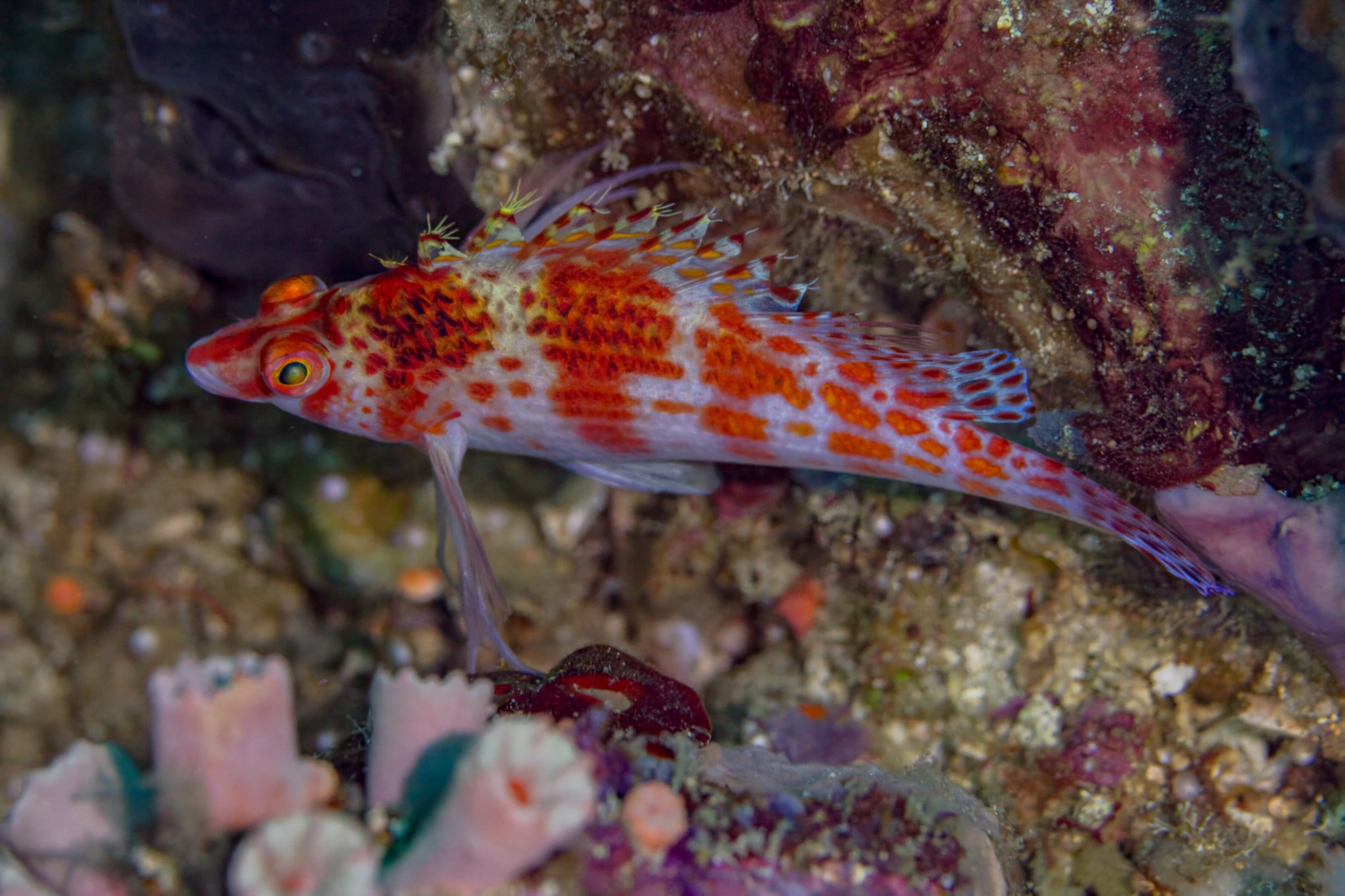 Photo of Falco hawkfish (Cirrhitichthys falco)