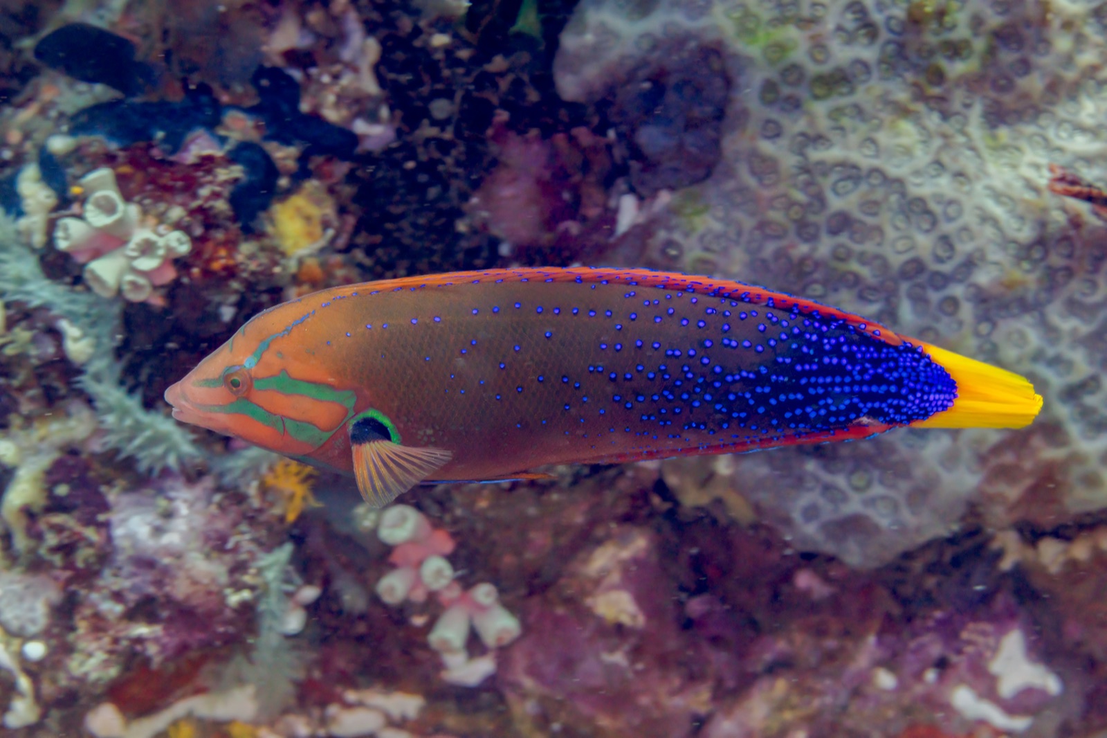 Photo of Yellowhead Wrasse (Coris gaimard)