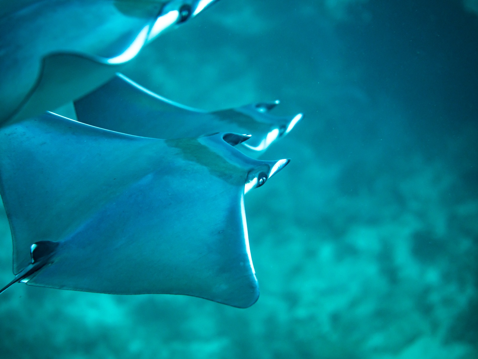 Photo of Sicklefin devil ray (Mobula tarapacana)