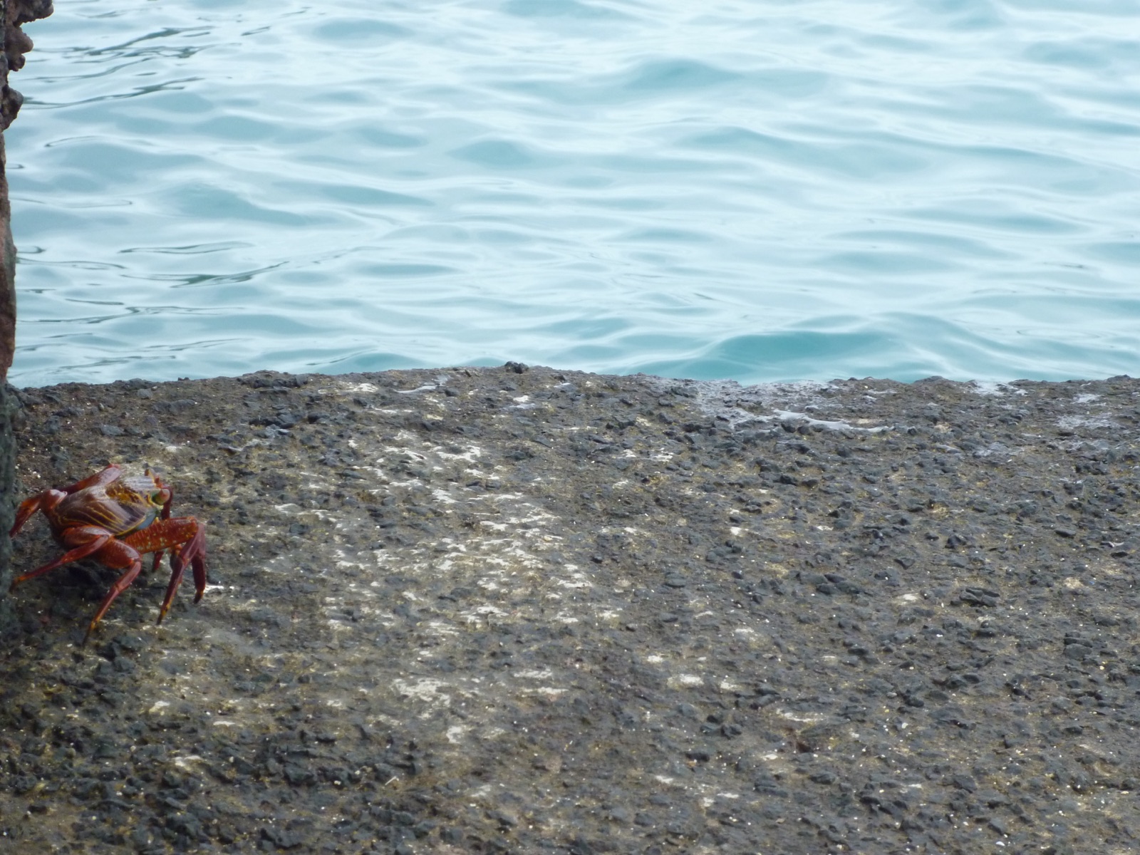 Photo of Sally lightfoot crab (Percnon gibbesi)