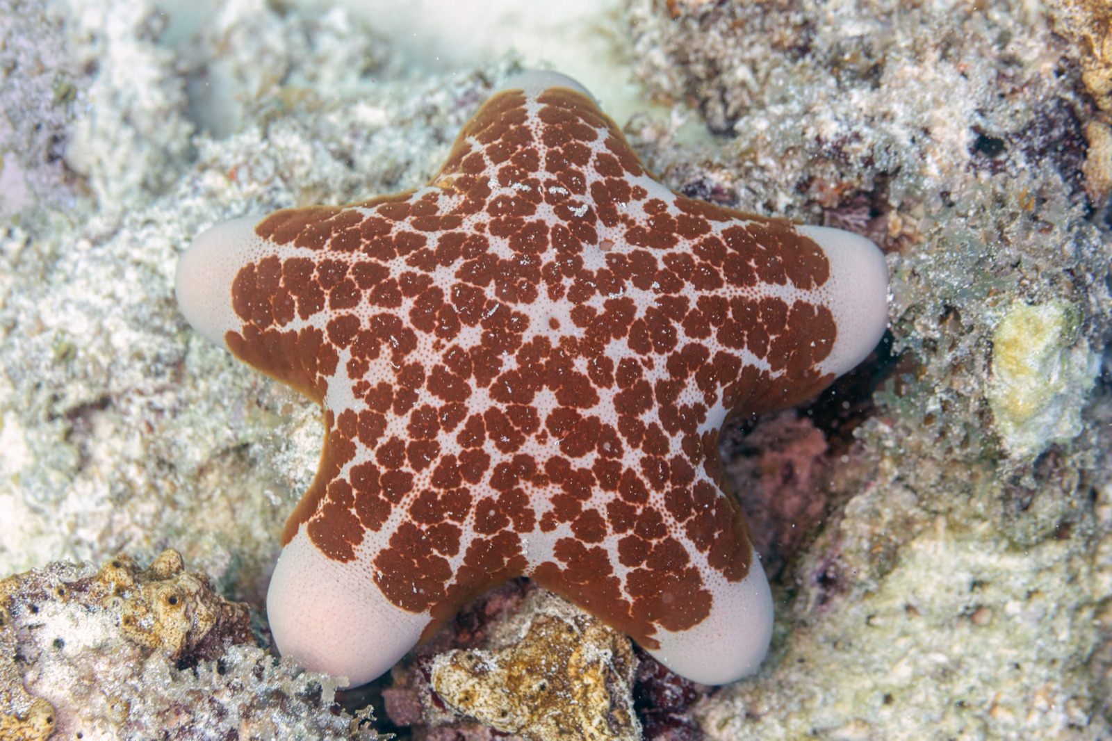 Foto de Estrella de mar granulada (Choriaster granulatus)