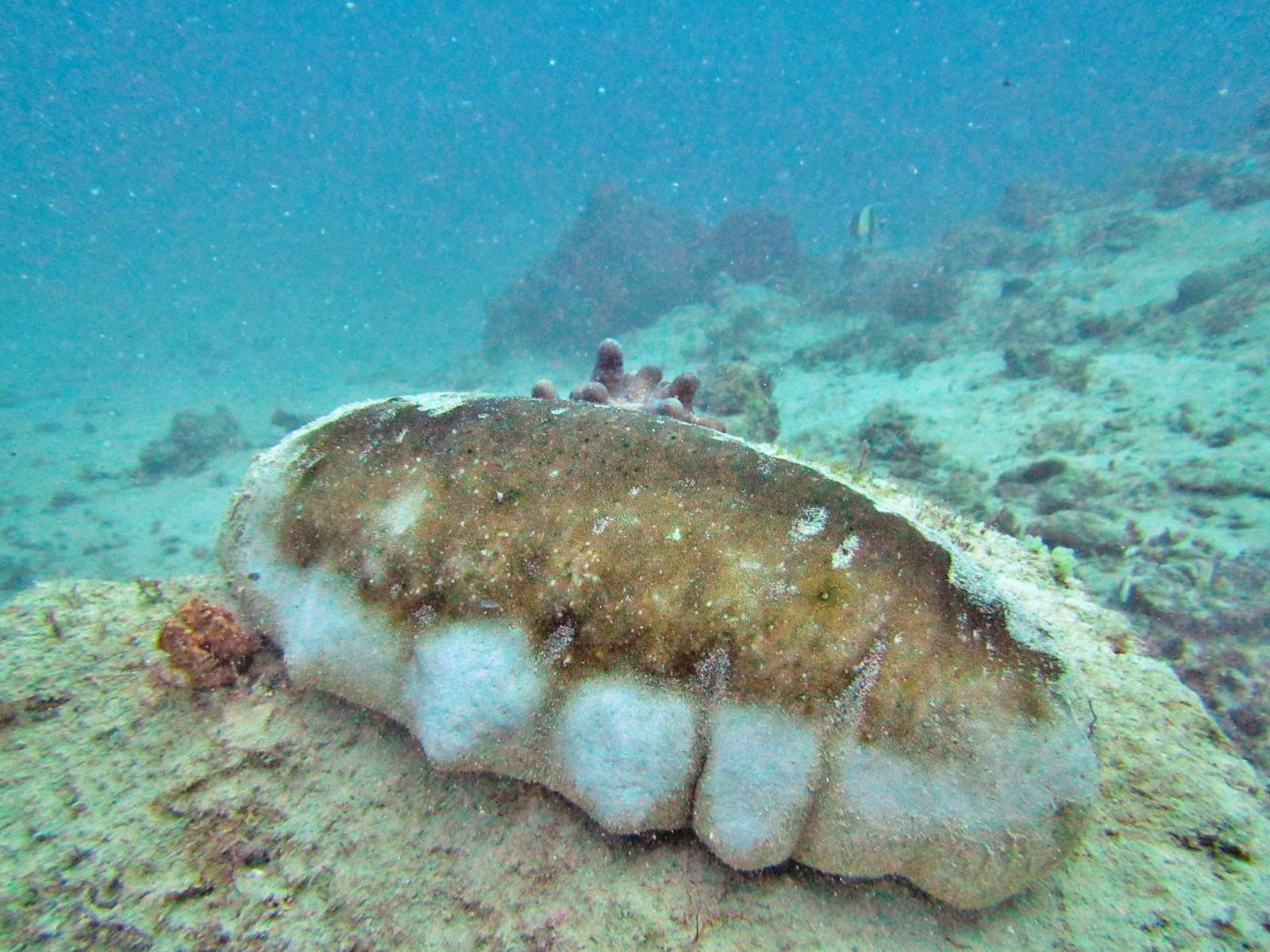 Foto de Teatfish blanco (Holothuria fuscogilva)