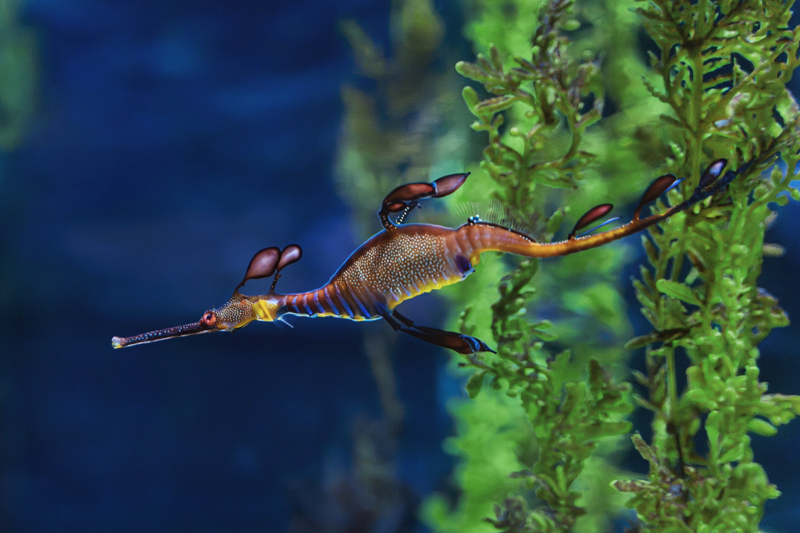Photo of Common seadragon (Phyllopteryx taeniolatus)