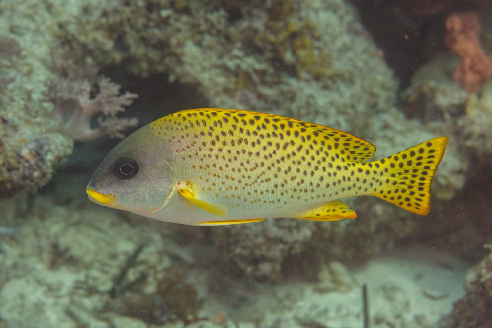 Photo of Striped Sweetlips (Plectorhinchus gaterinus)