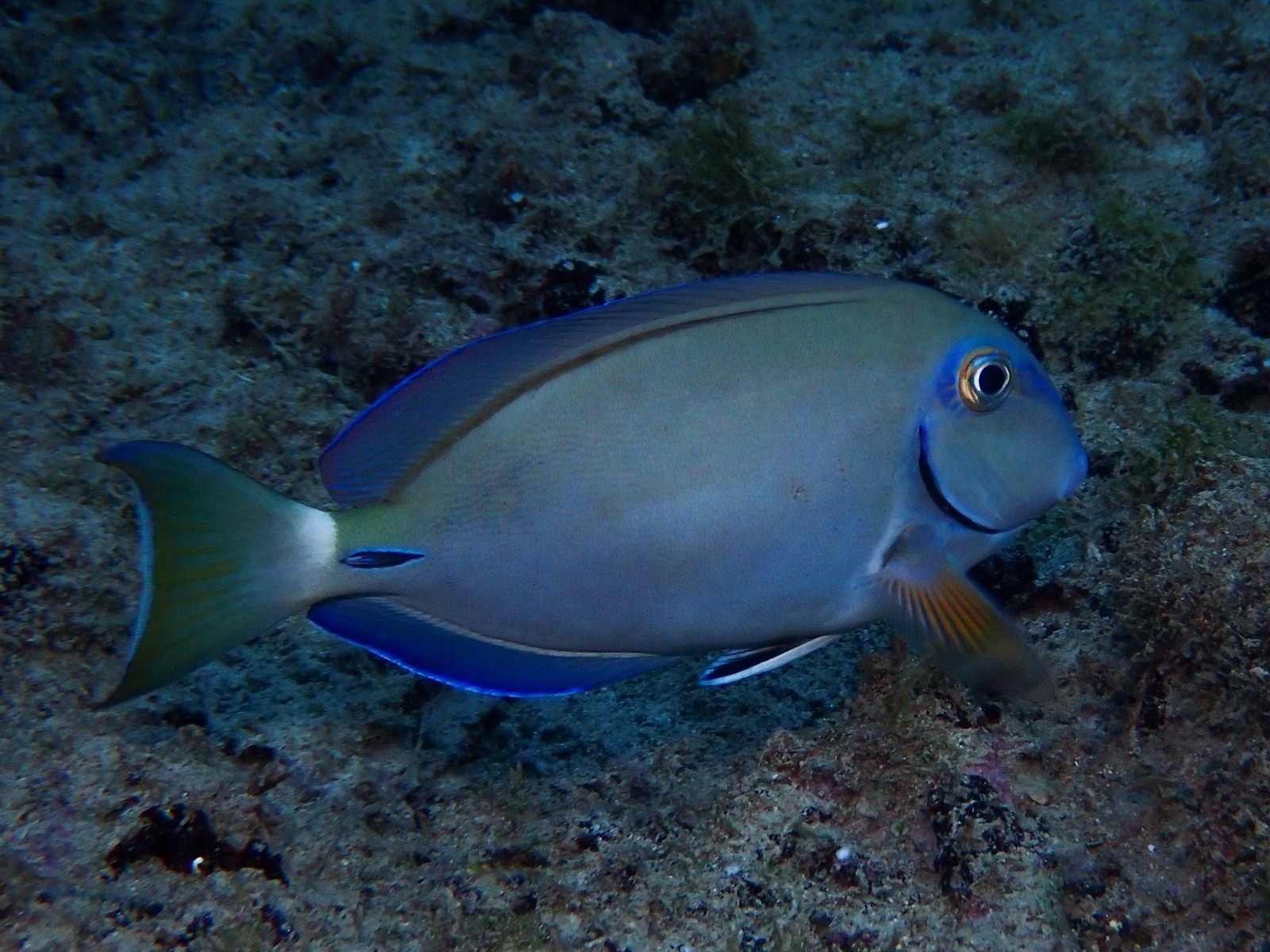 Photo de Poisson-chirurgien bleu atlantique (Acanthurus tractus)