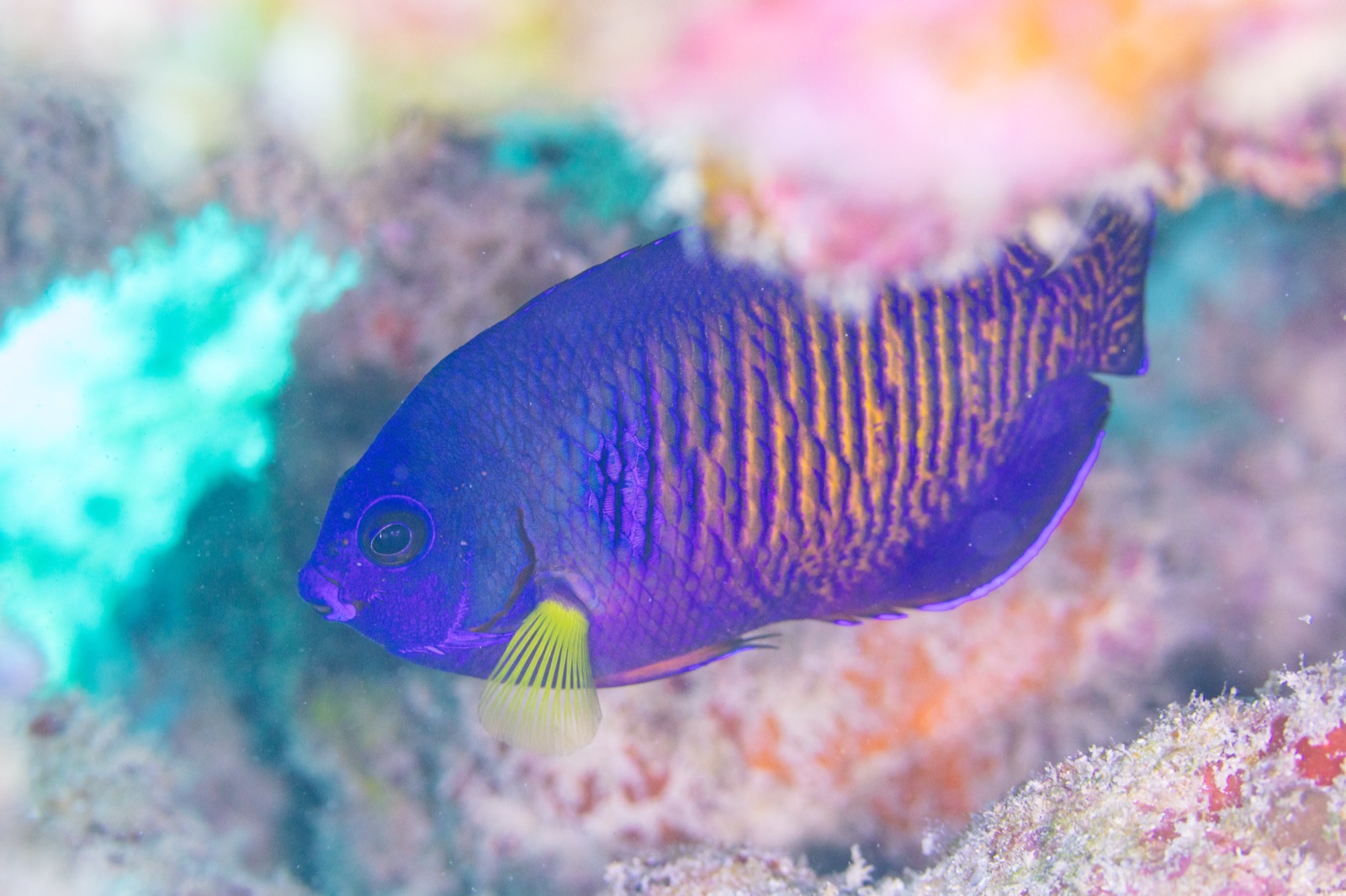 Photo de Ange yellowtail (Centropyge bispinosa)