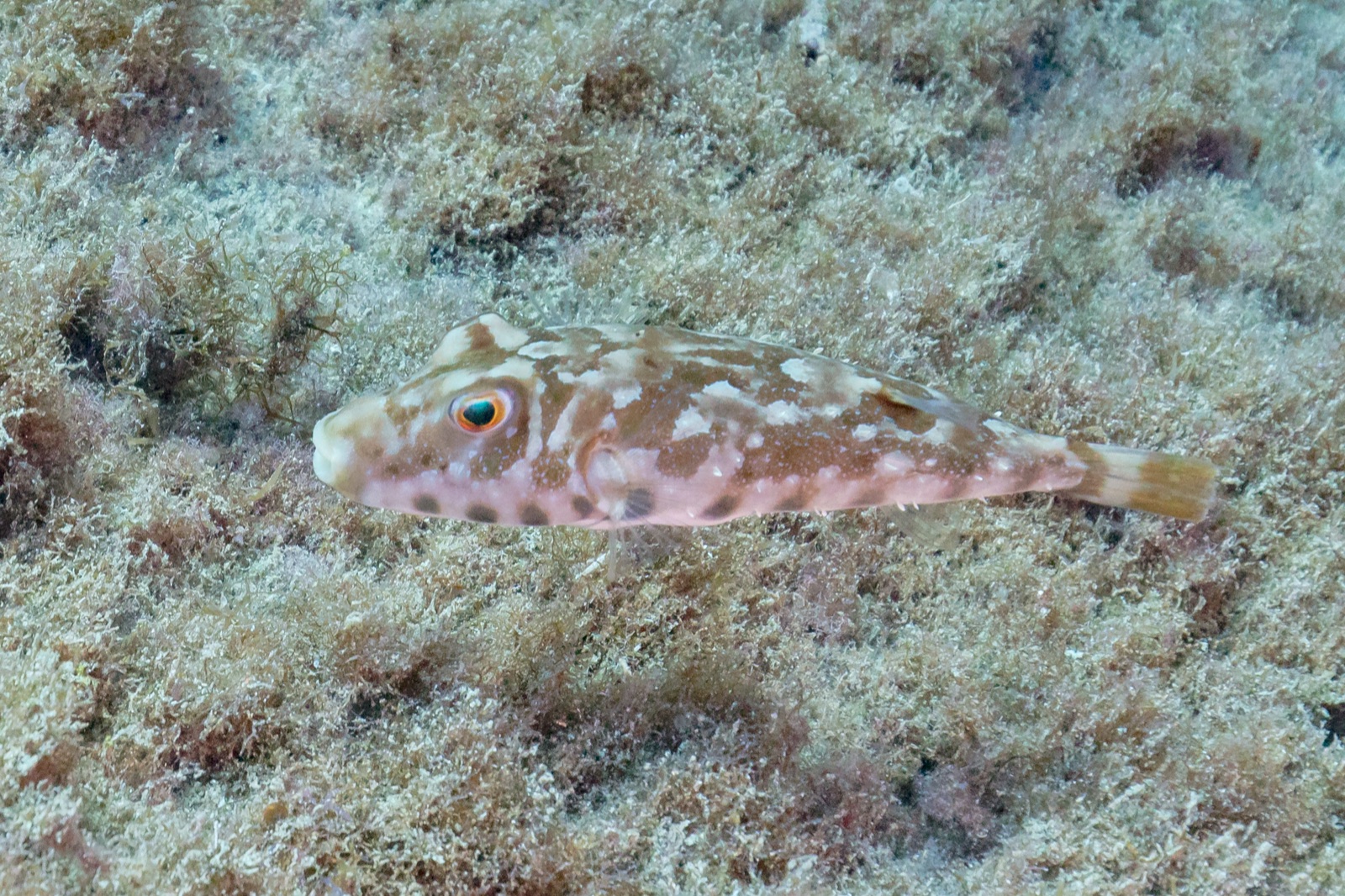 Photo of Guinean puffer (Sphoeroides marmoratus)