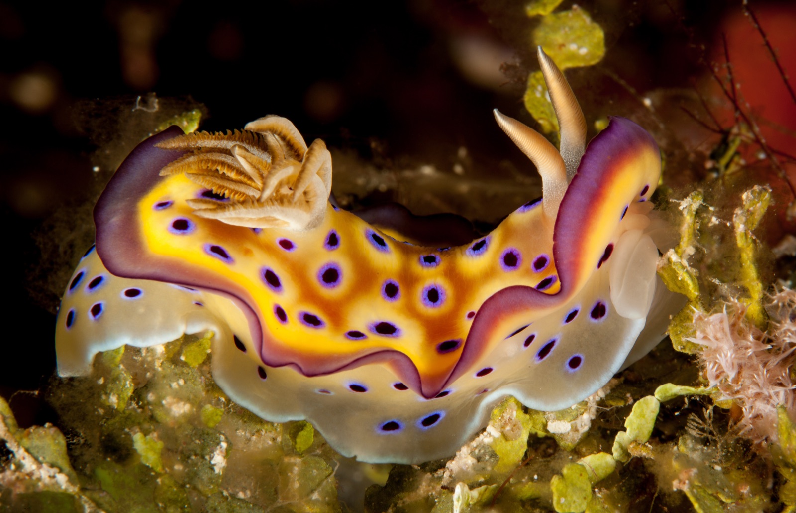 Foto de Goniobranchus de Kunie (Goniobranchus kuniei)