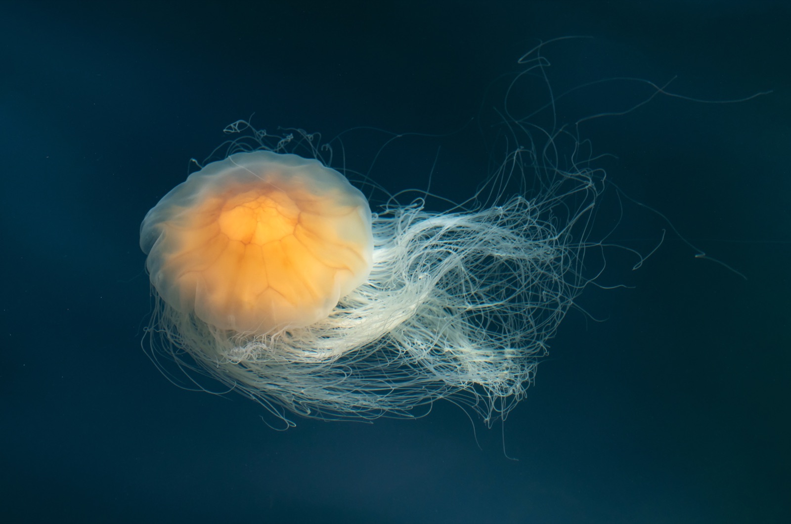 Foto de Medusa melena de leon (Cyanea capillata)