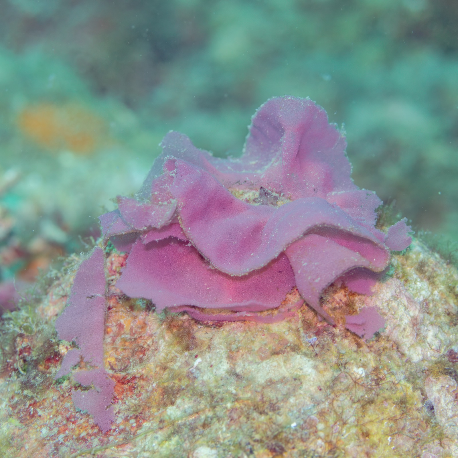 Photo of Spanish dancer (Hexabranchus sanguineus)