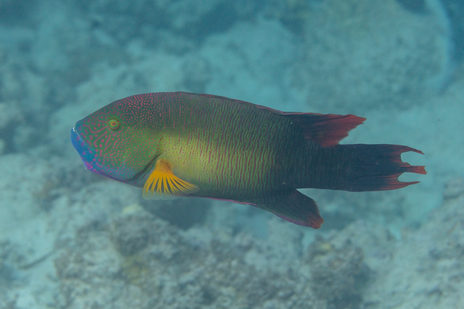 Photo of Tripletail wrasse (Cheilinus trilobatus)