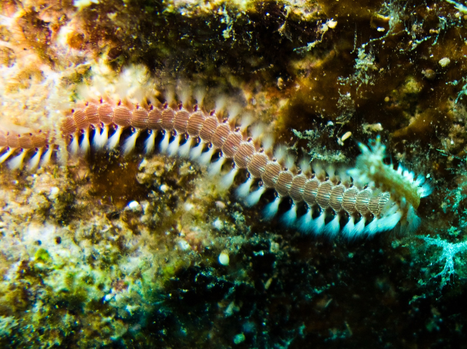 Foto de Gusano de fuego rayado (Pherecardia striata)