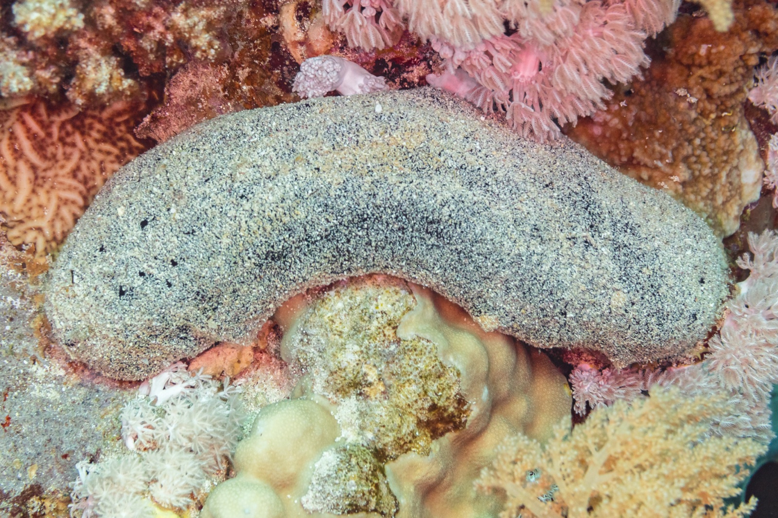 Foto de Pepino de mar negro (Holothuria atra)
