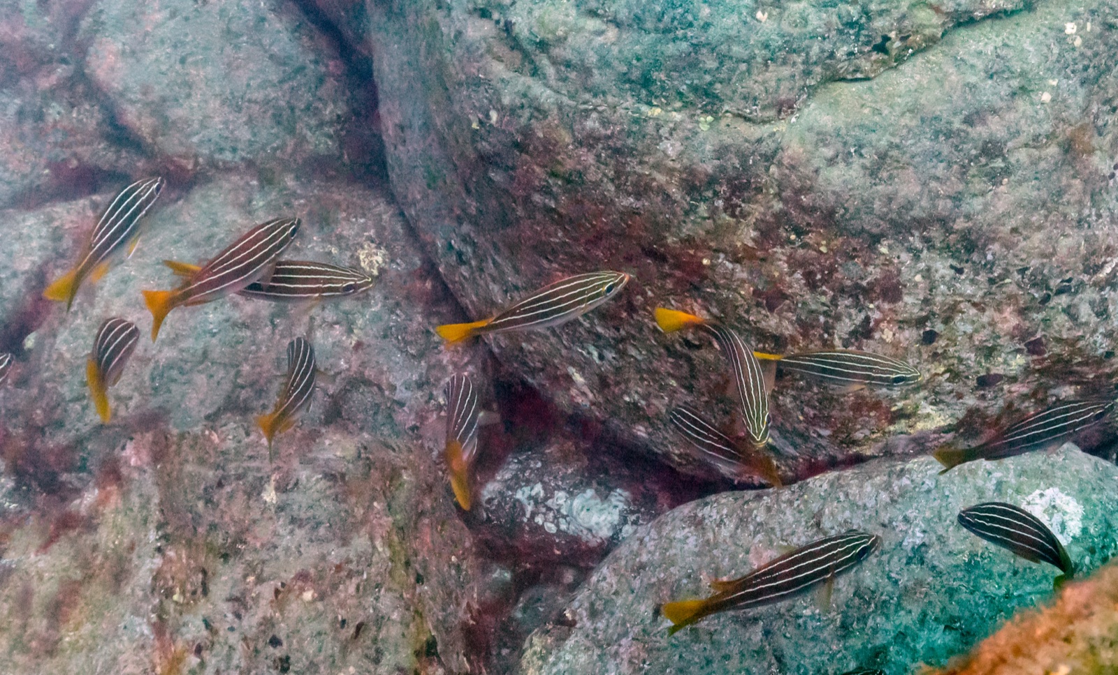 Photo of African striped grunt (Parapristipoma octolineatum)