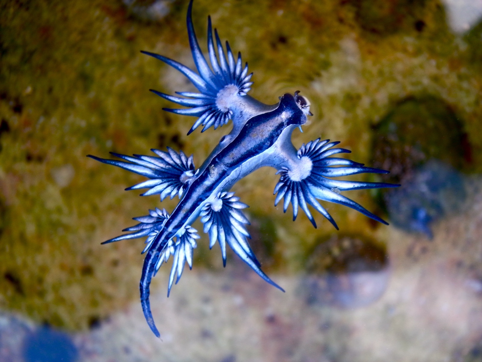 Photo of Blue dragon (Glaucus atlanticus)