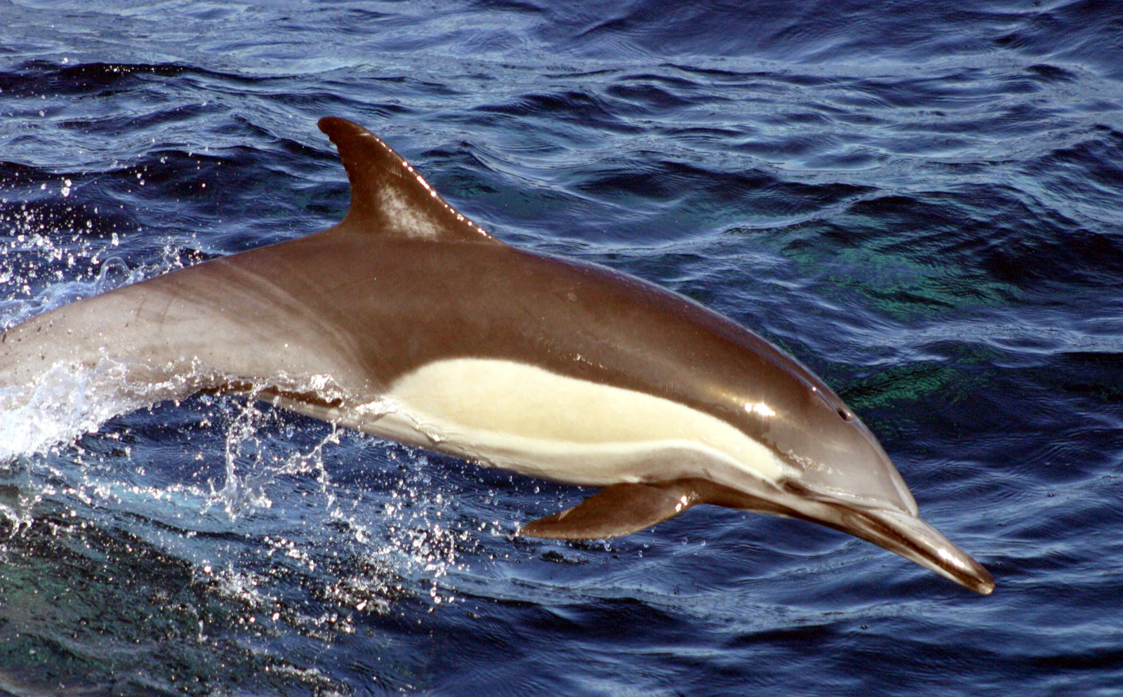 Foto de Delfín Común de Pico Largo (Delphinus capensis)