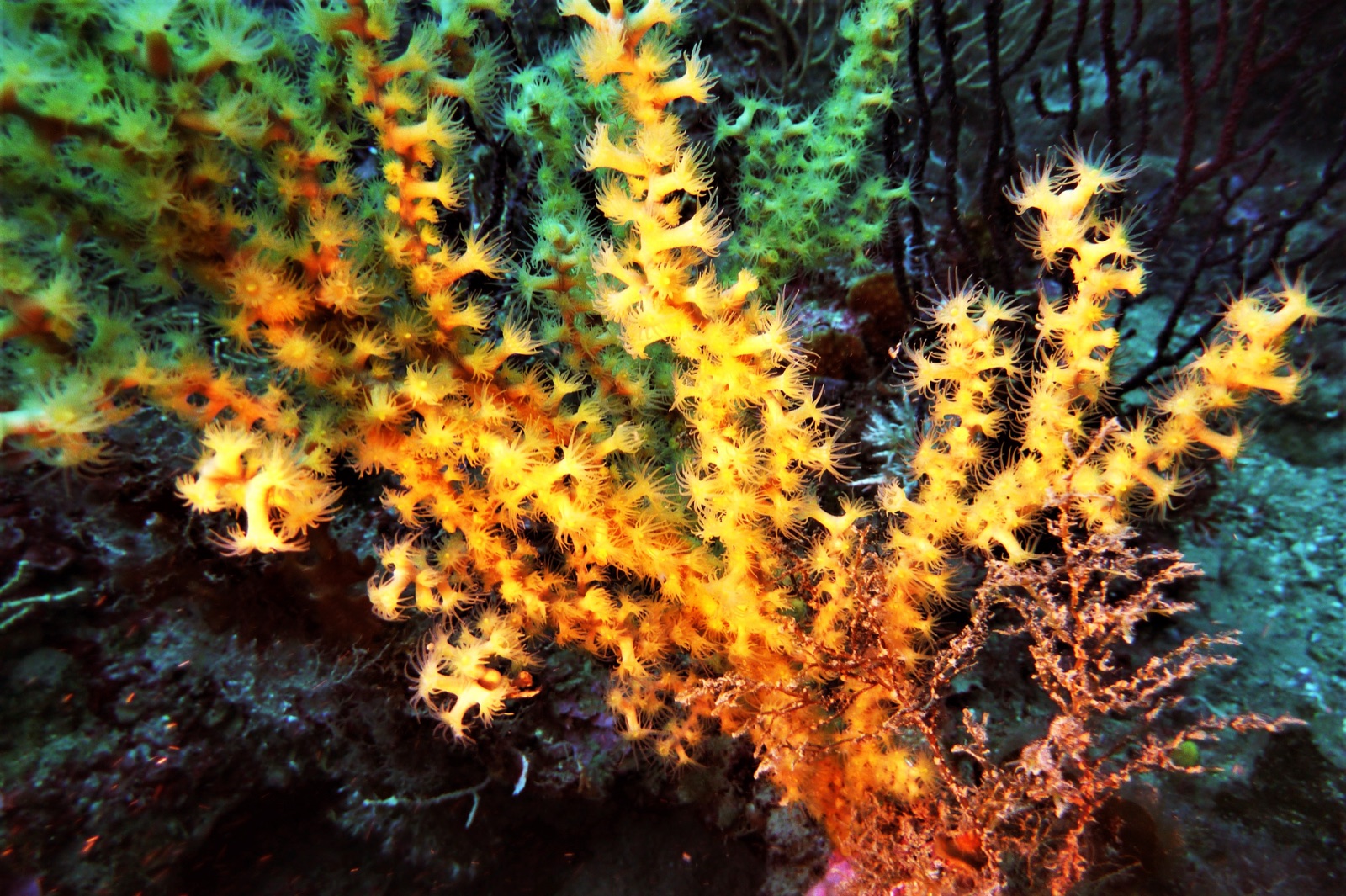 Photo of Gold coral (Savalia savaglia)