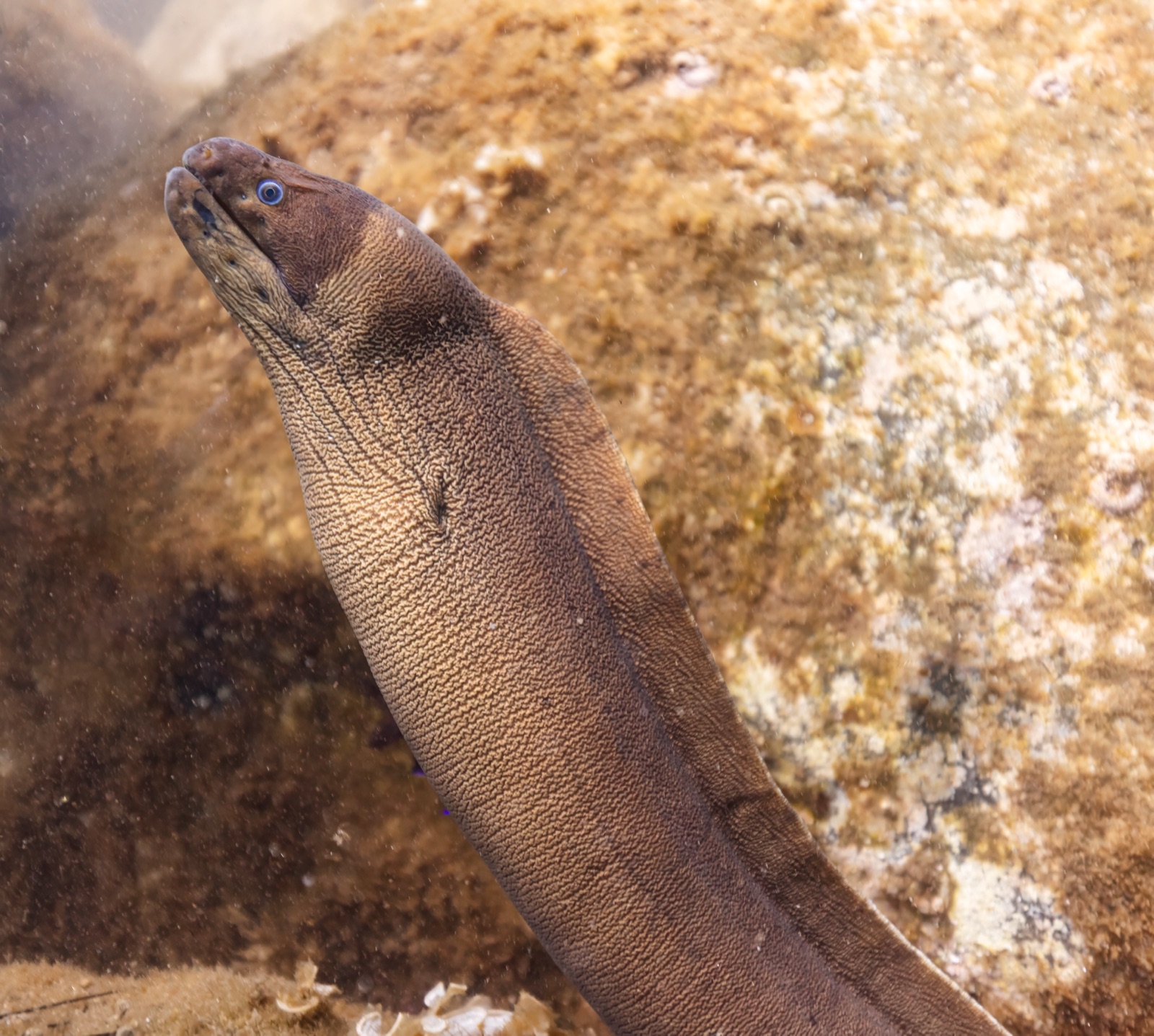 Photo de Murene brune (Gymnothorax unicolor)