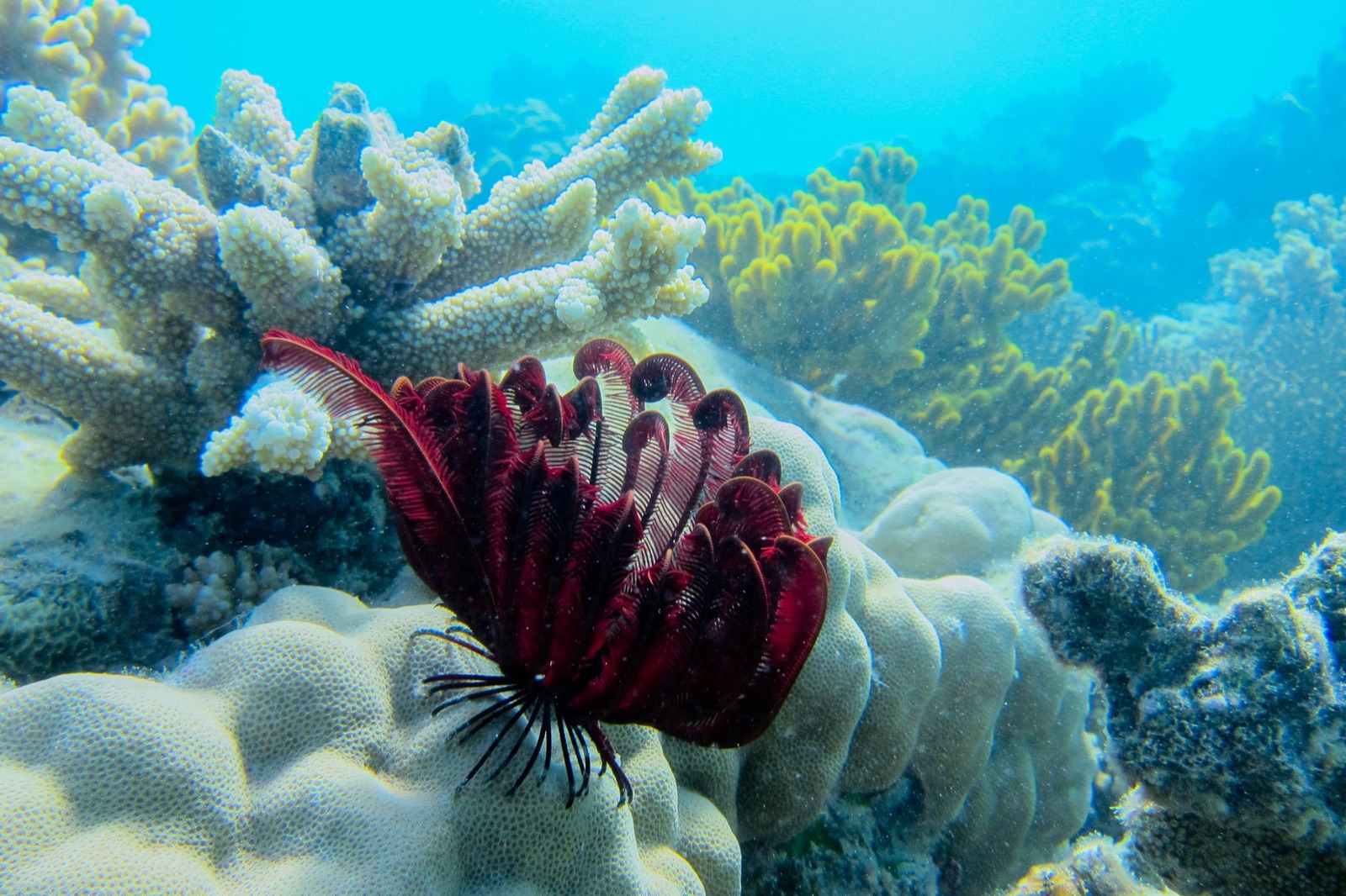 Foto de Crinoide rojo (Himerometra robustipinna)