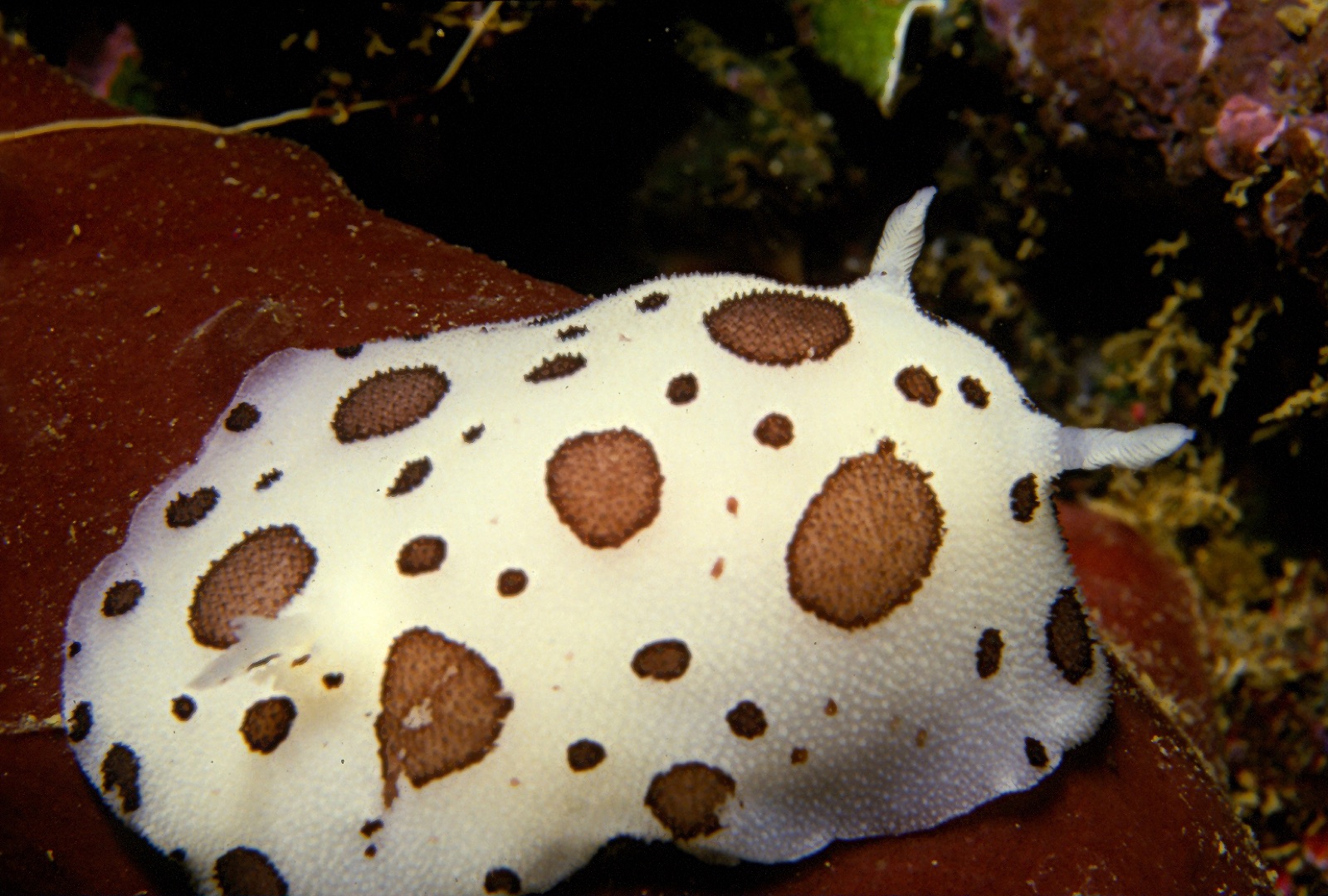 Foto de Doris dalmata (Discodoris atromaculata)
