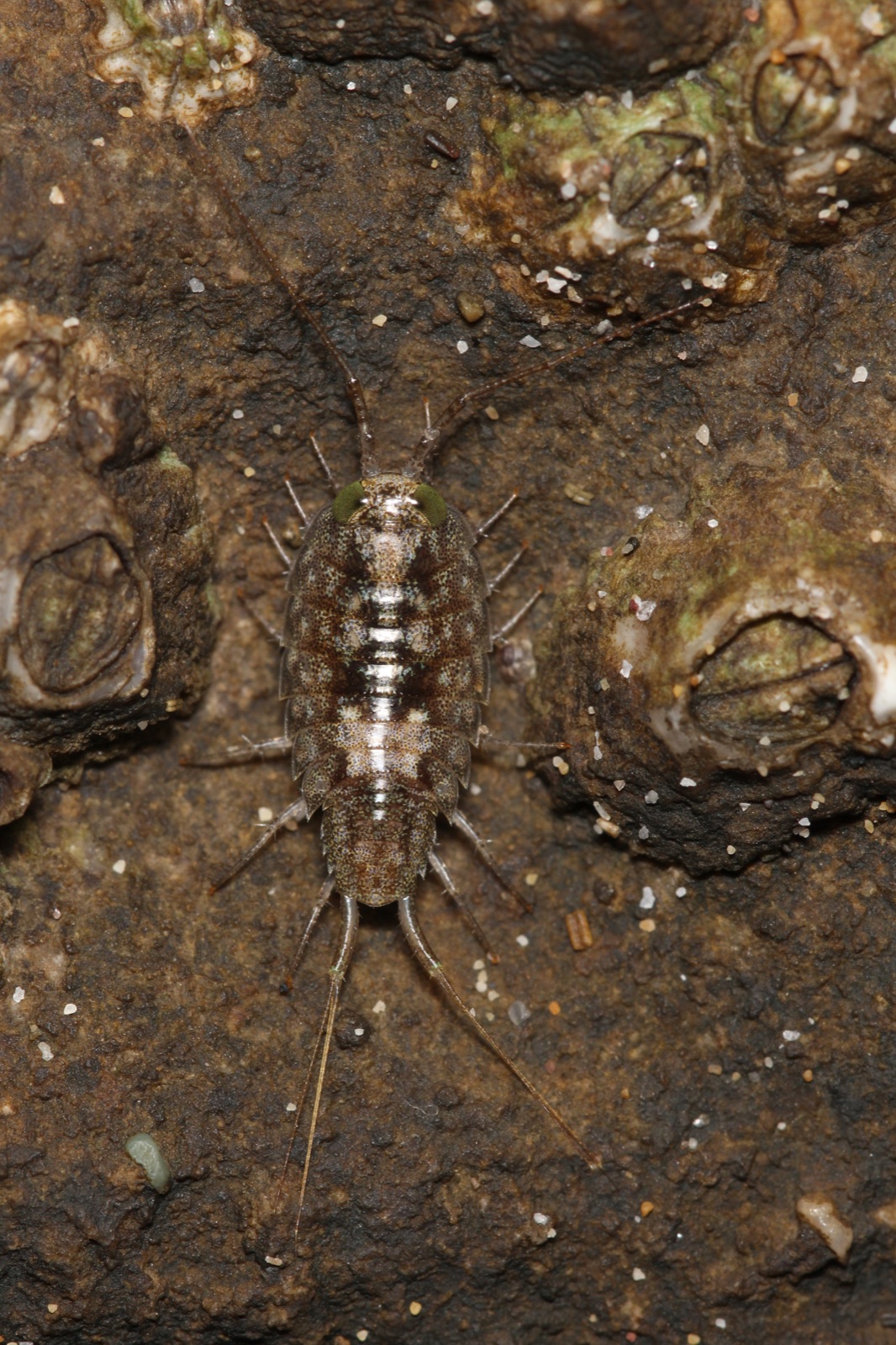 Photo de Ligie italienne (Ligia italica)
