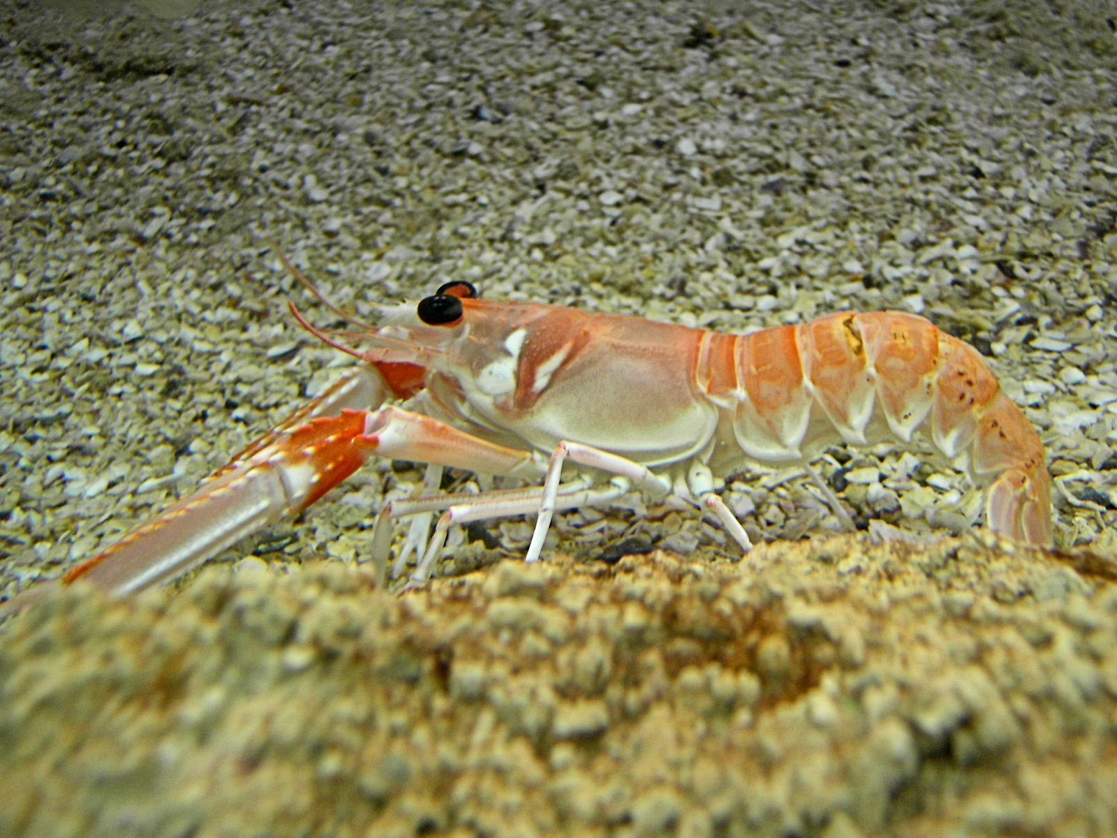 Foto de Cigala (Nephrops norvegicus)
