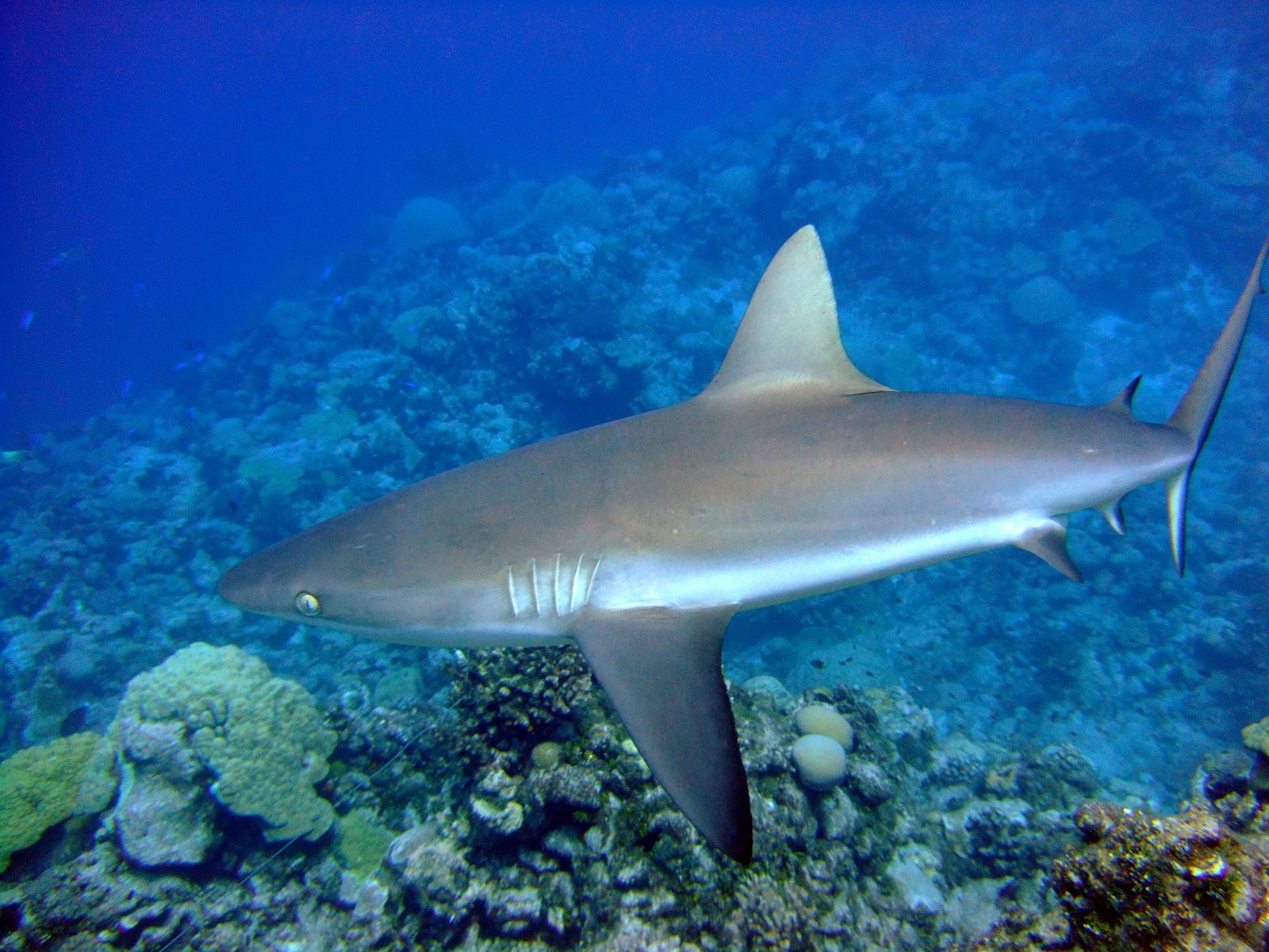 Photo of Grey Reef Shark (Carcharhinus amblyrhynchos)