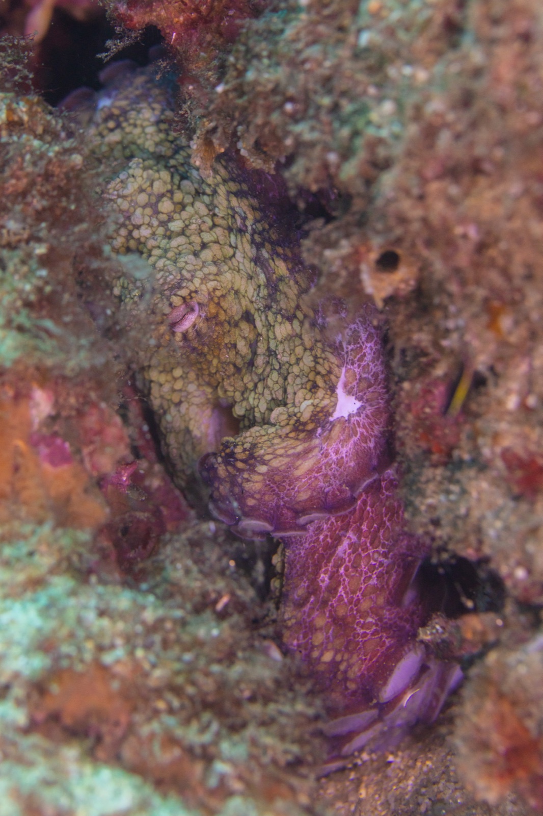 Photo de Poulpe des Hubbs (Octopus hubbsorum)