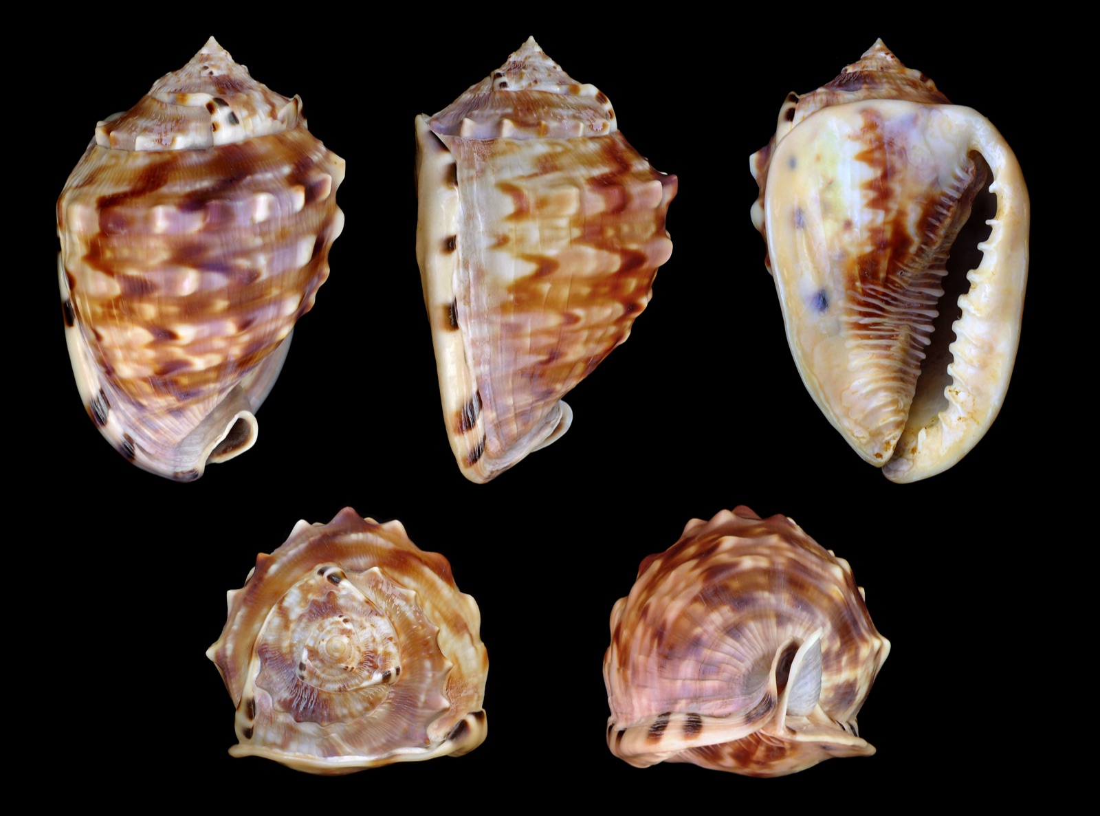 Photo de Casque flamboyant (Cassis flammea)
