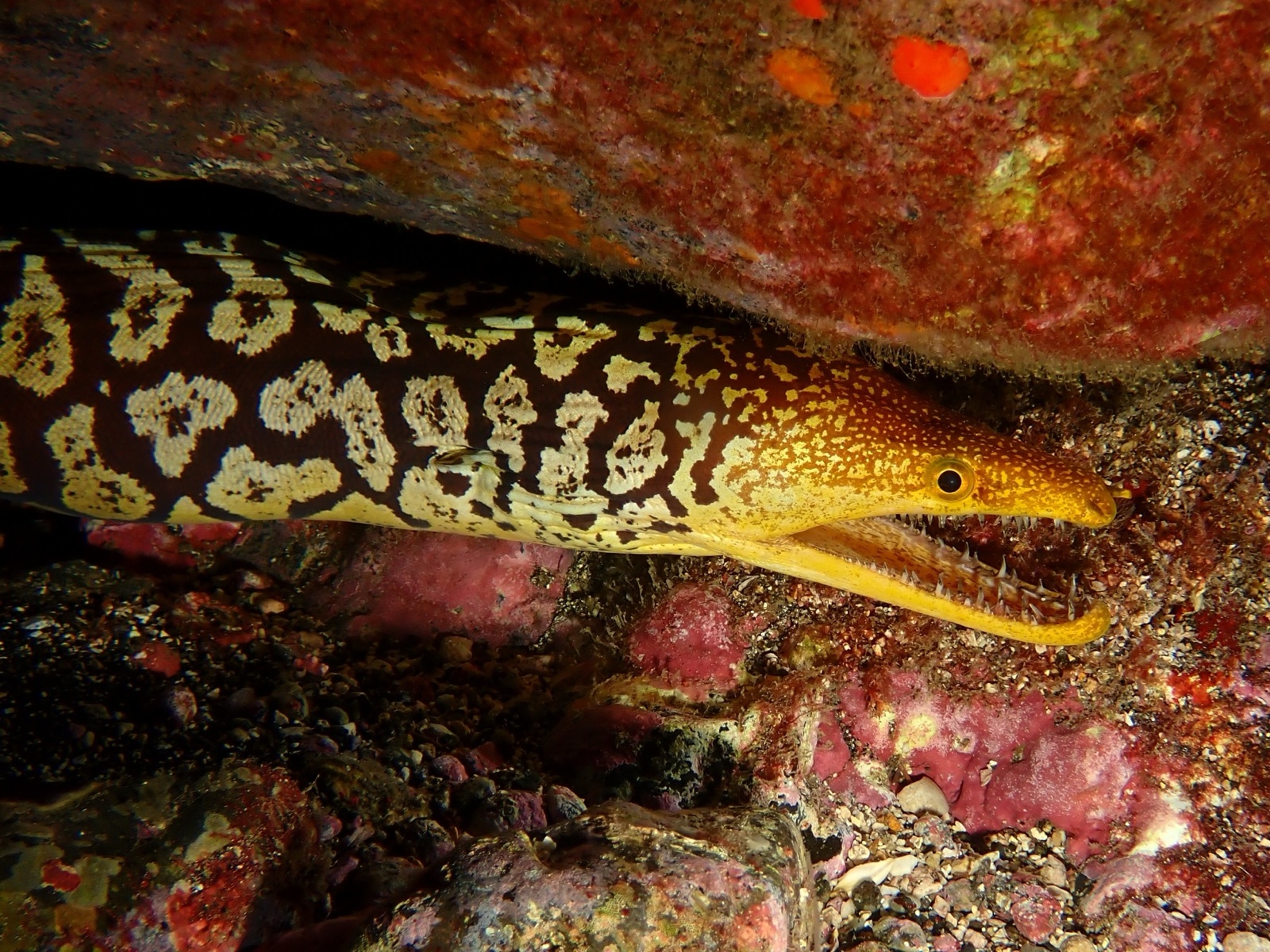 Photo de Murène fauve (Enchelycore anatina)