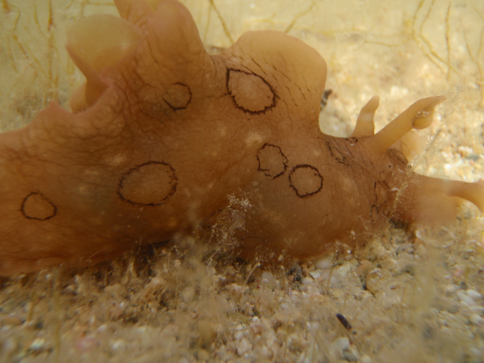 Photo of Spotted sea hare (Aplysia dactylomela)