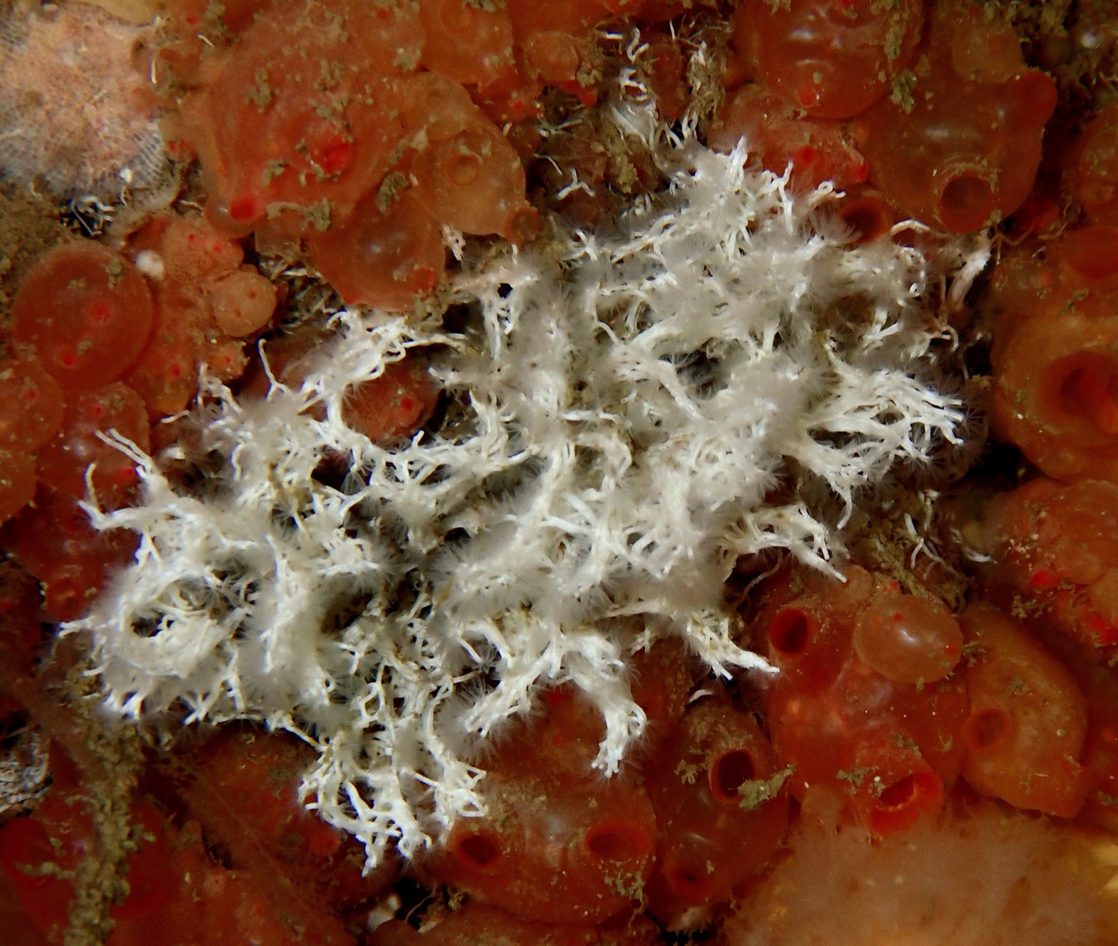 Foto de Gusano tubicola en racimo (Salmacina dysteri)