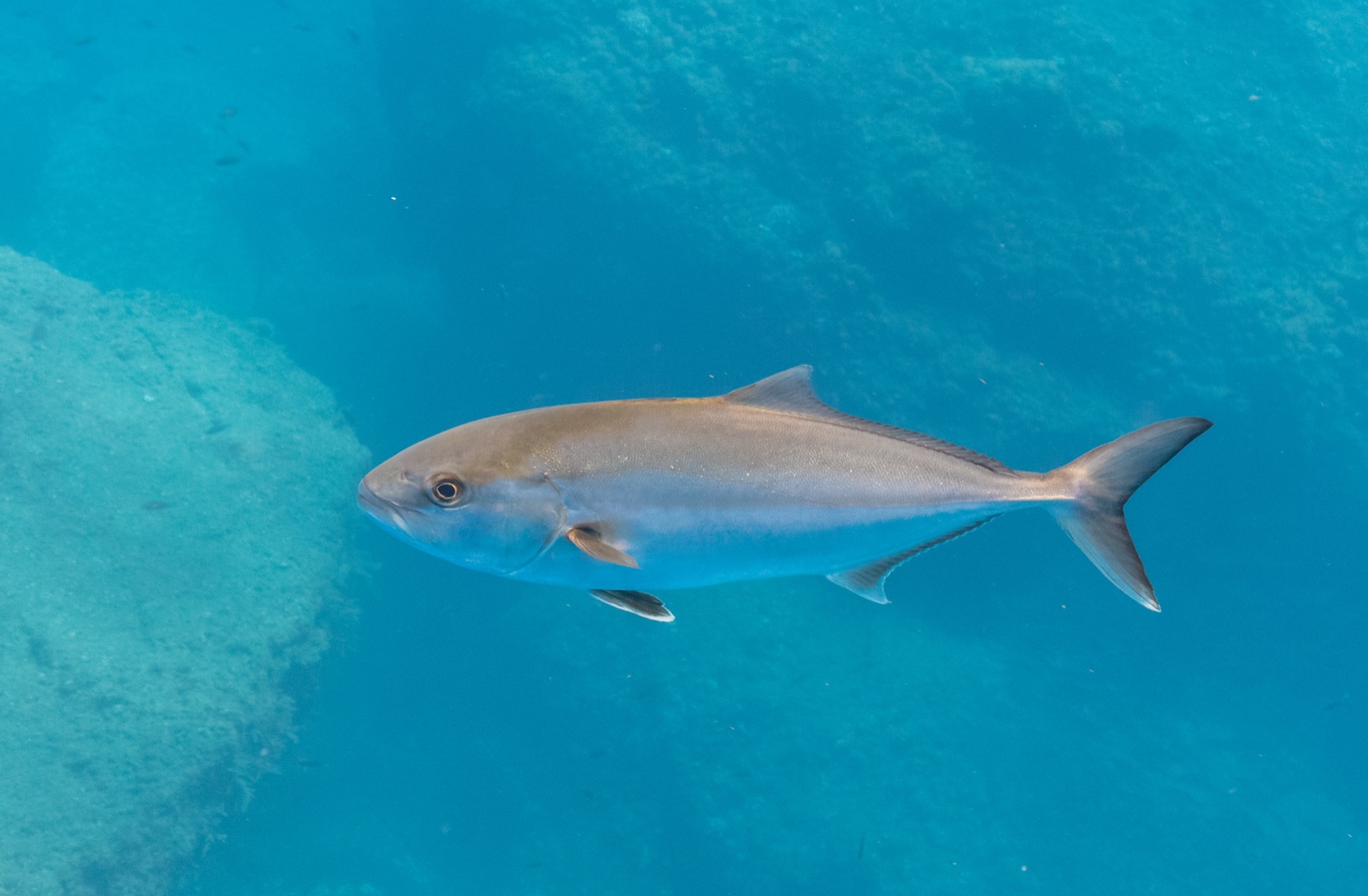 Foto de Medregal (Seriola dumerili)