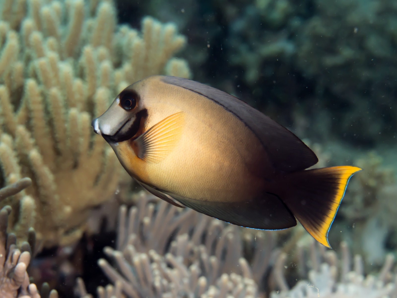 Foto de Pez cirujano mimético (Acanthurus pyroferus)