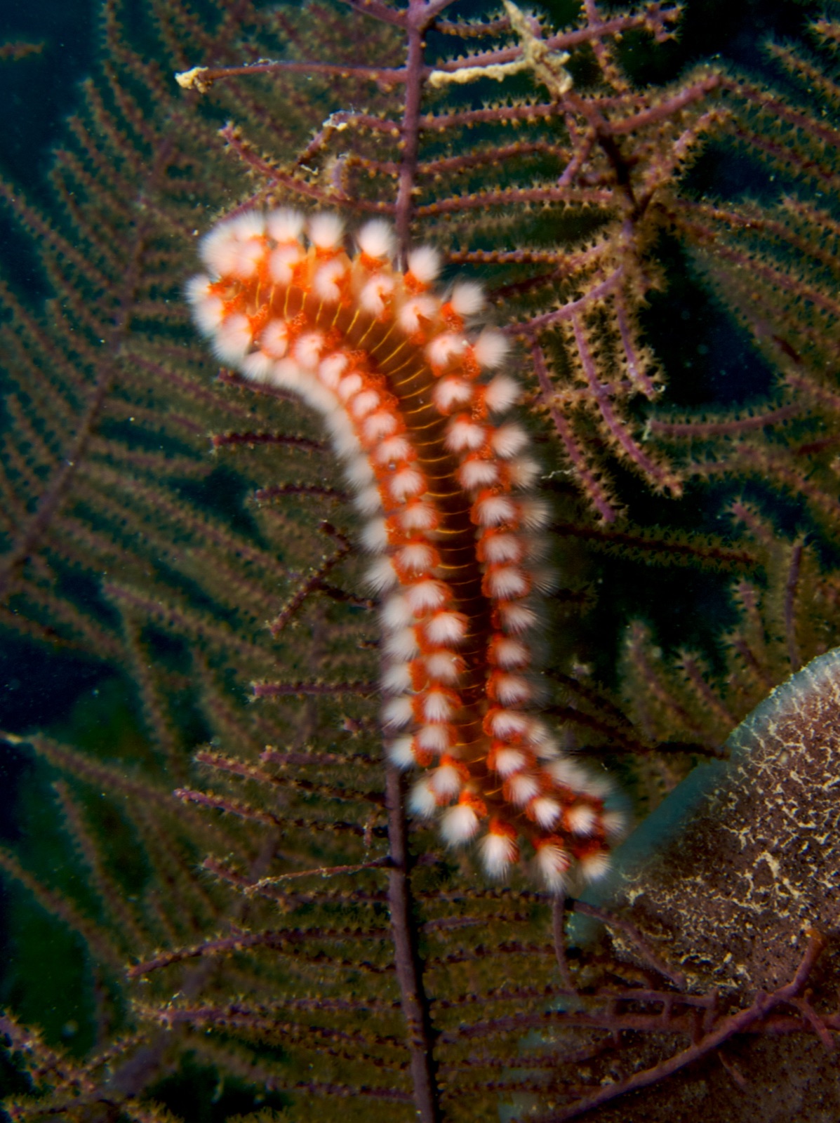 Foto de Gusano de fuego (Hermodice carunculata)