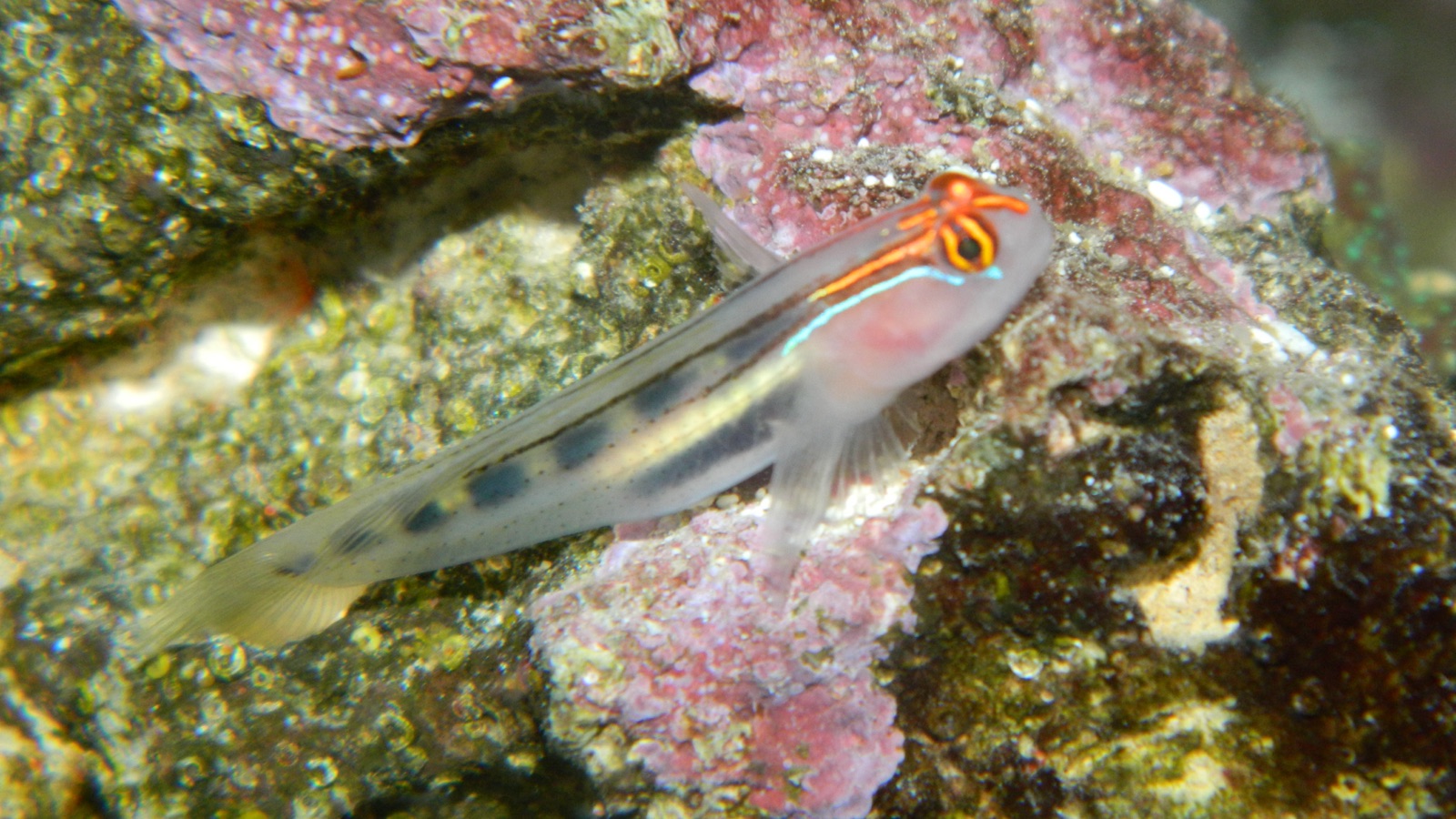 Photo of Redhead goby (Elacatinus puncticulatus)