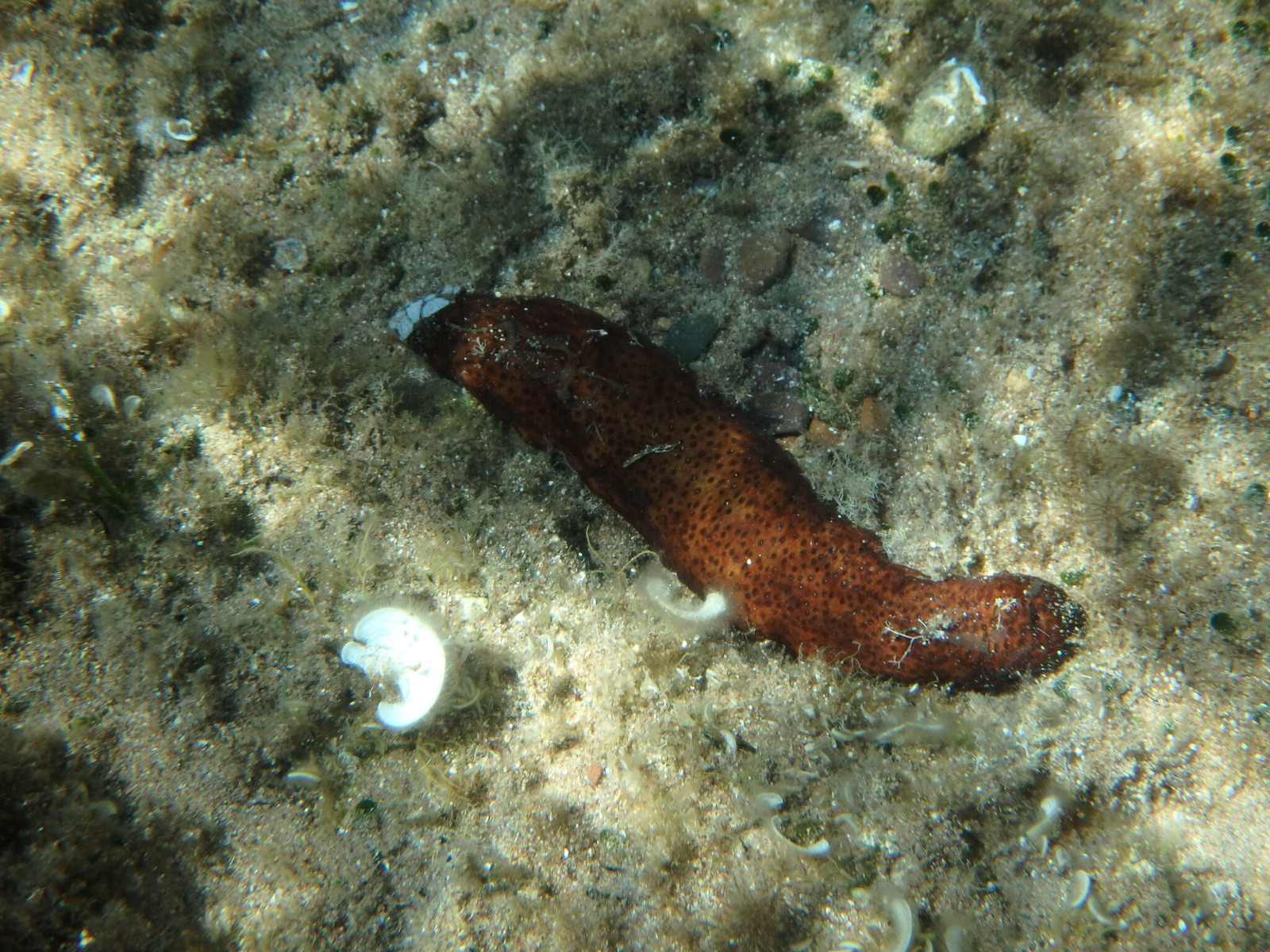 Foto de Pepino de Poli (Holothuria poli)
