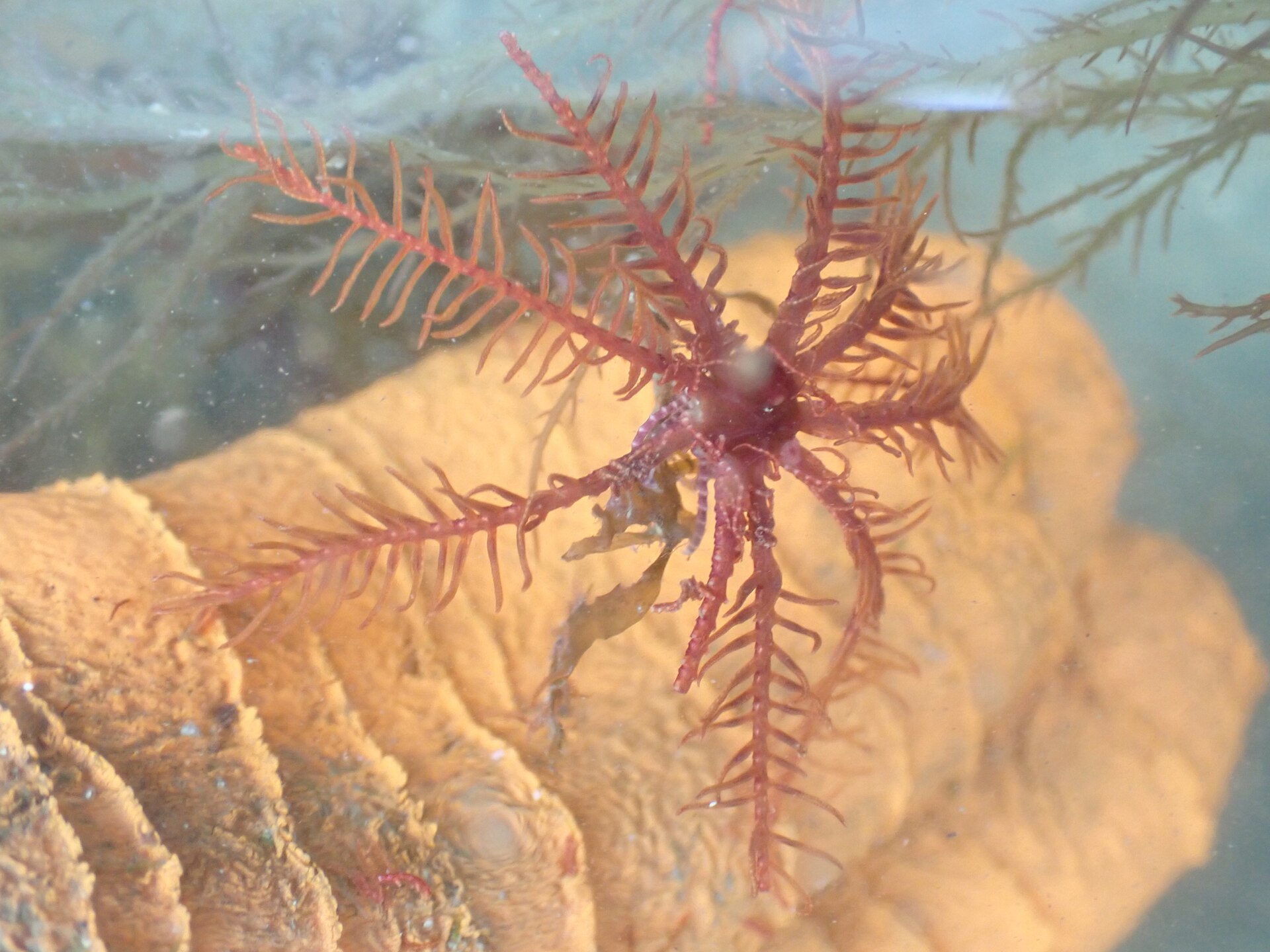 Foto de Crinoide rosado (Antedon bifida)