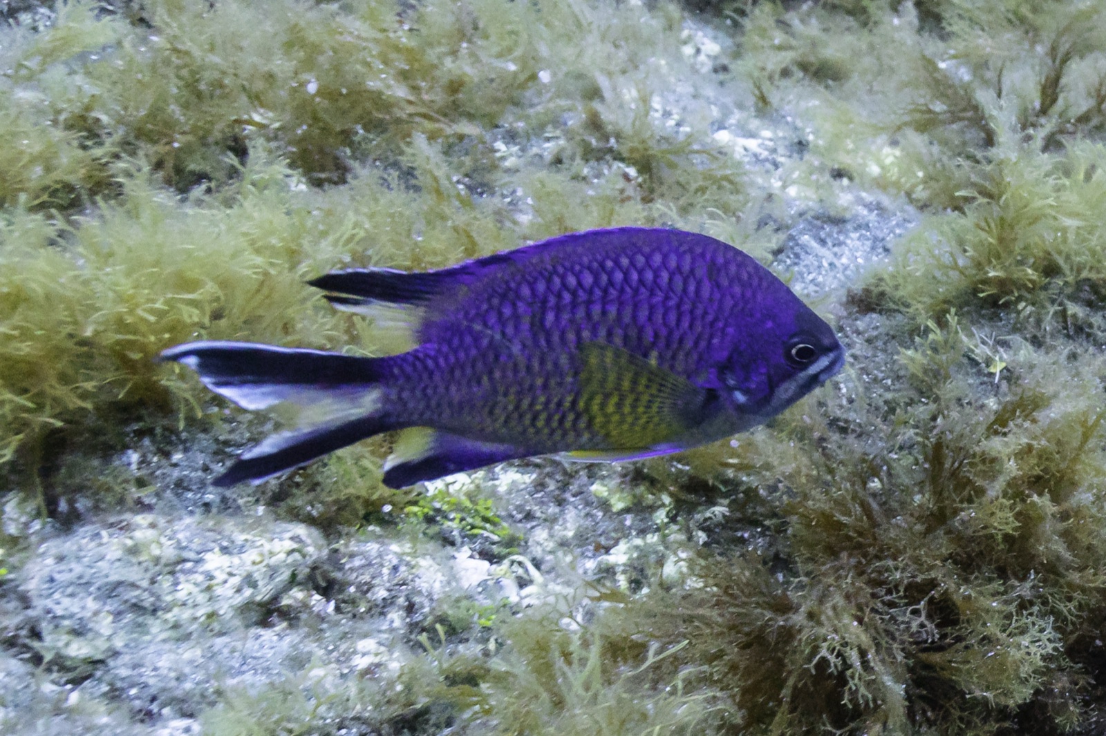 Foto de Fula negra (Chromis limbata)