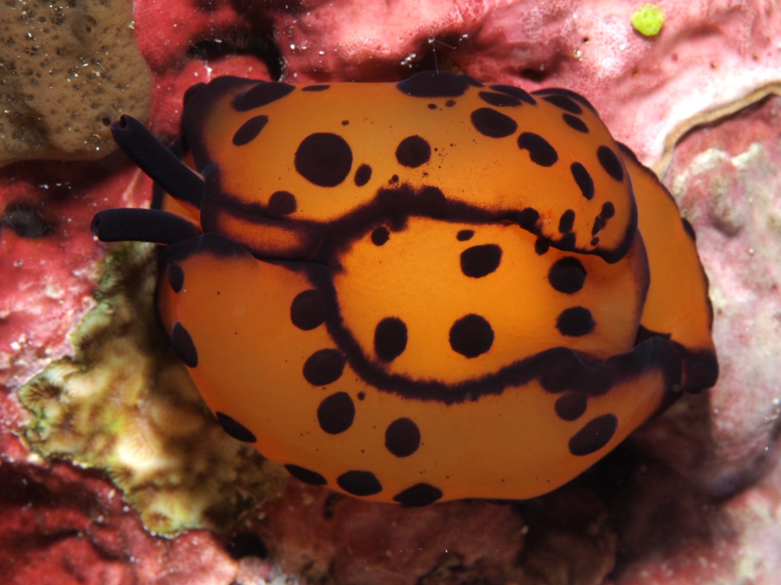 Photo of Martens' berthella (Berthella martensi)