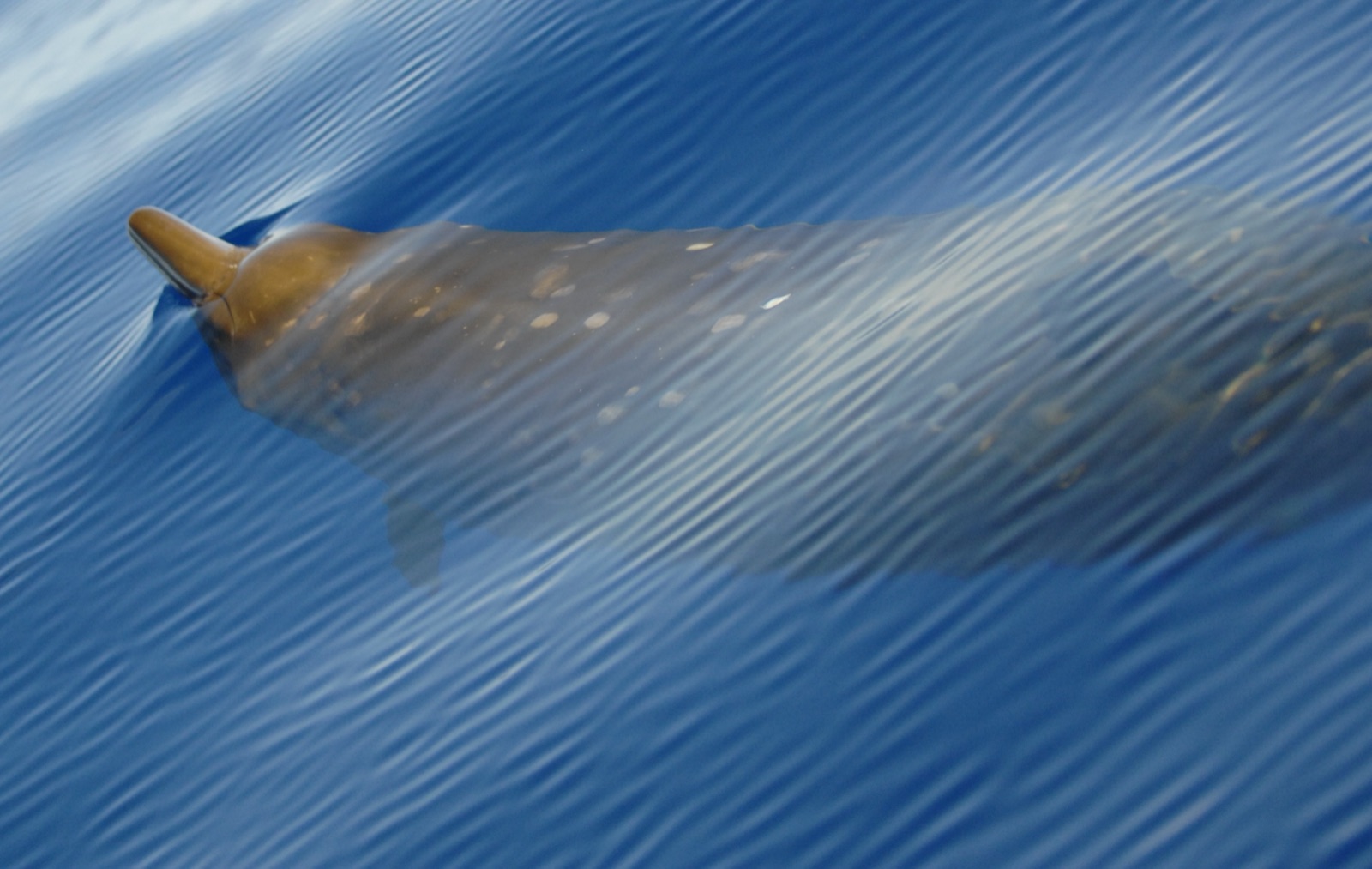 Photo de Baleine à bec de Blainville (Mesoplodon densirostris)