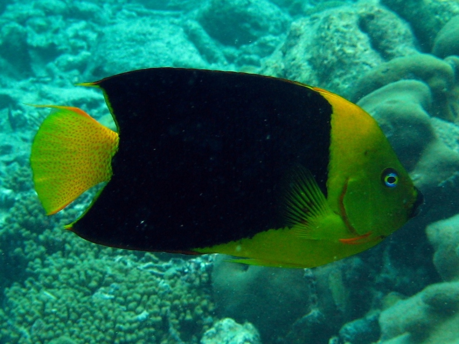 Photo de Poisson-ange rock beauty (Holacanthus tricolor)