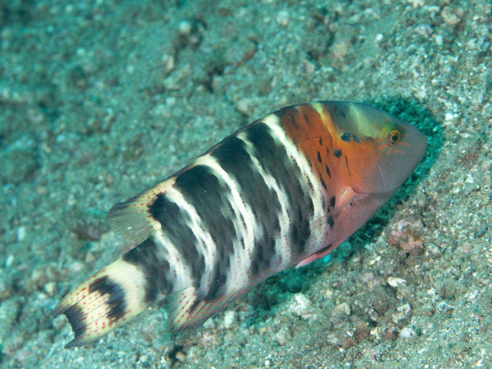 Photo of Redbreasted Wrasse (Cheilinus fasciatus)